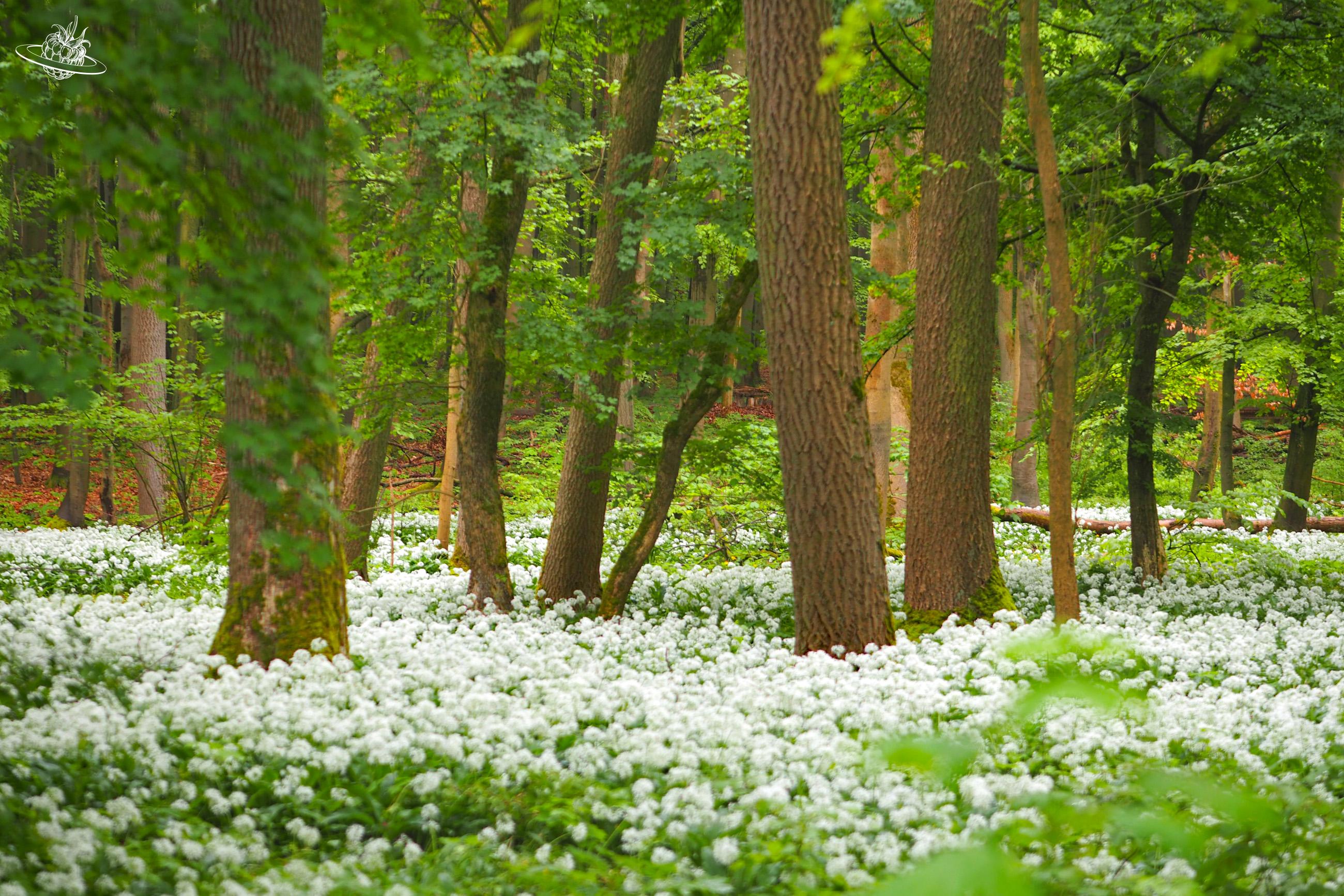 weiss blühender Bärlauch im Wald