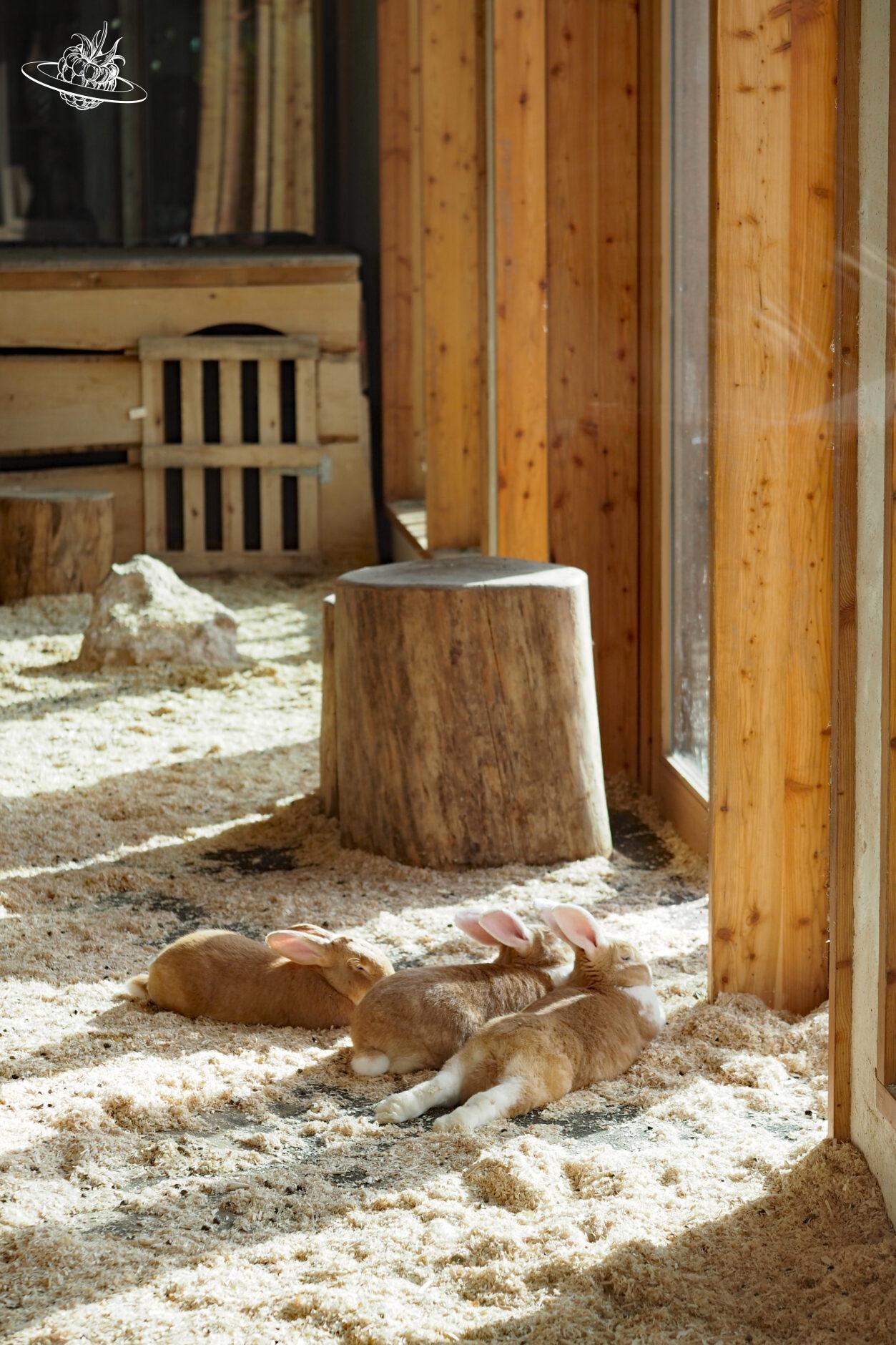 Hasen in einem weitläufigen Gehege