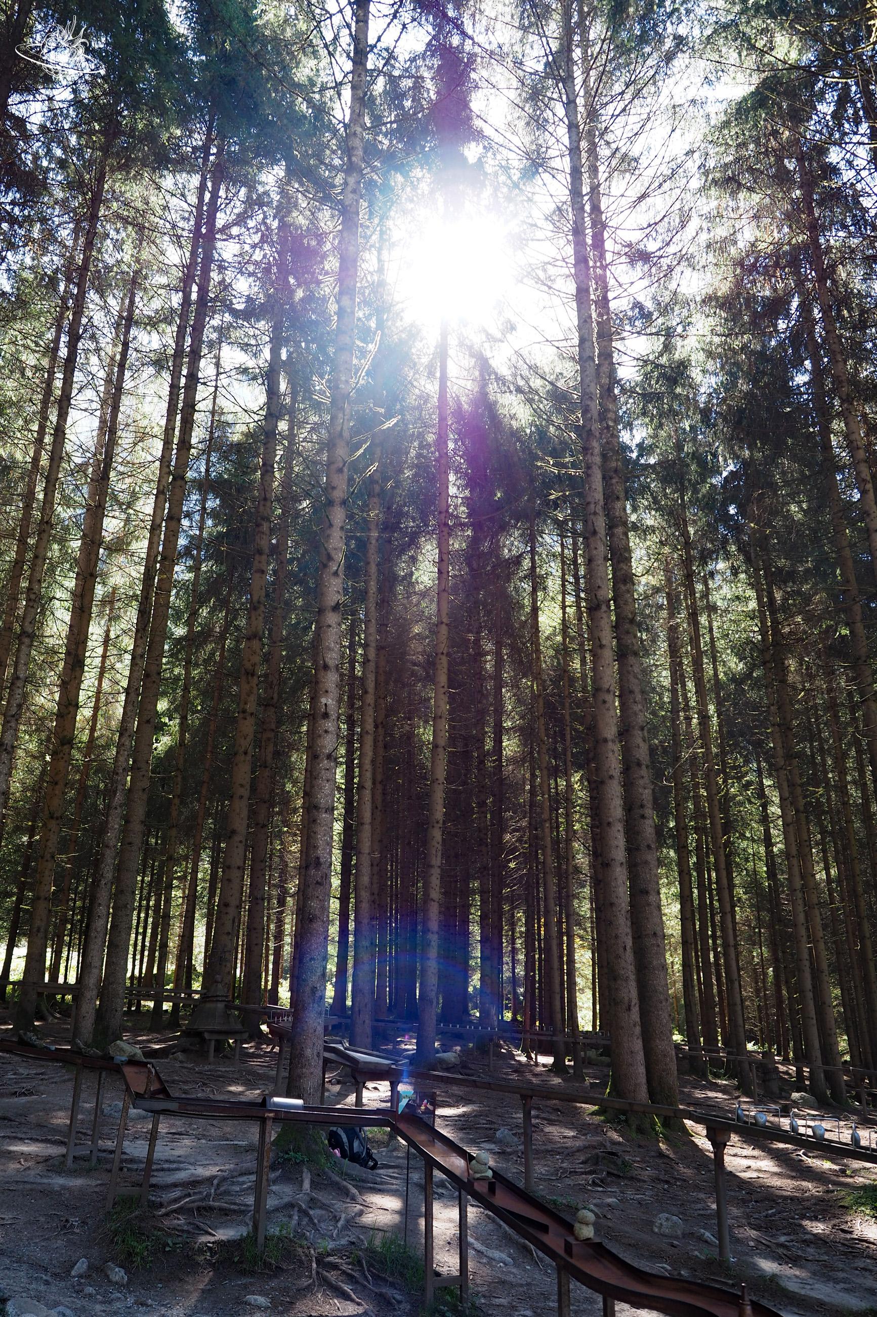 Kugelbahn inmitten des Waldes