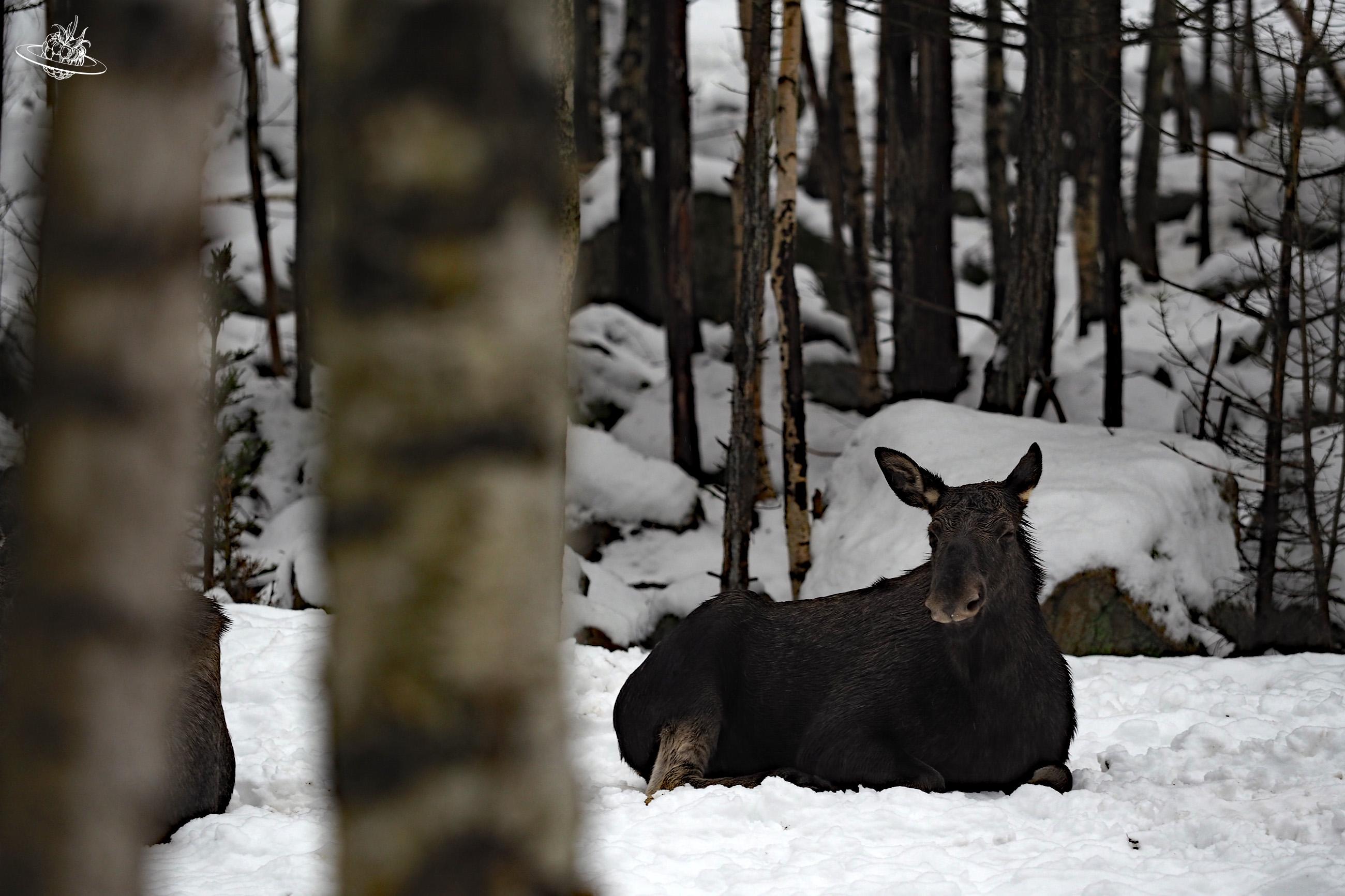 Elch liegt im Schnee hinter Bäumen