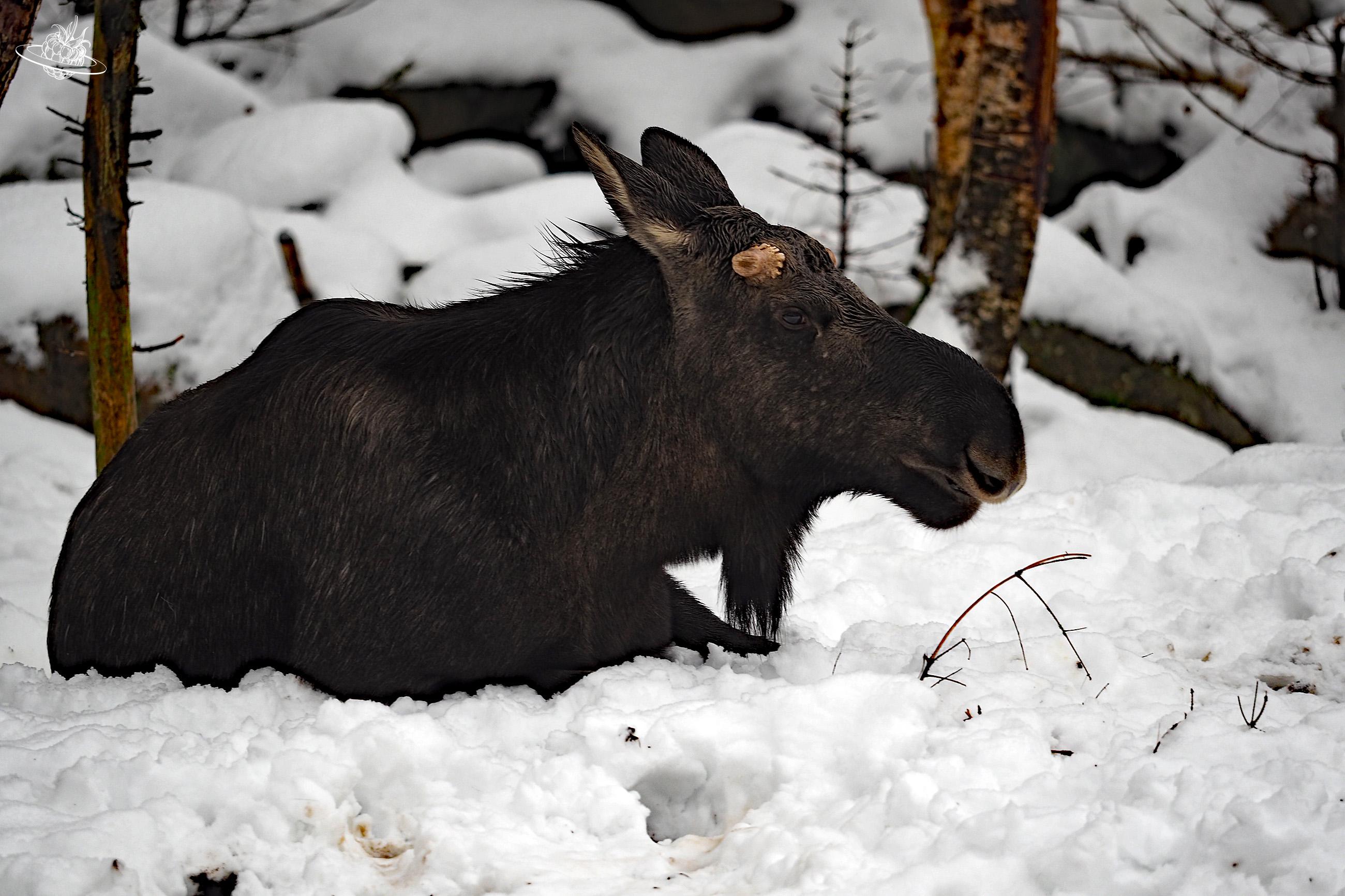 Elch liegt im Schnee