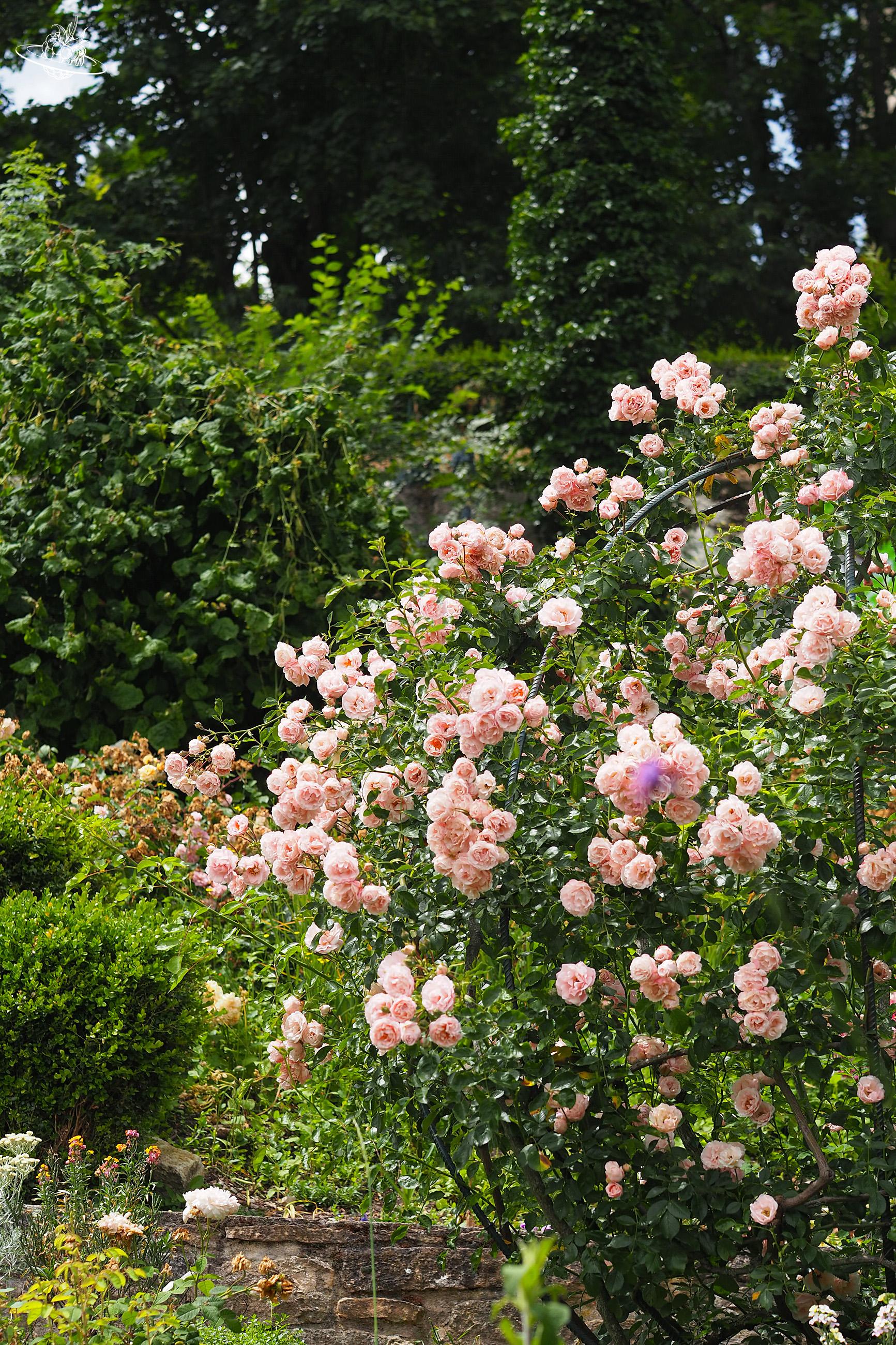 rosarote Rosen