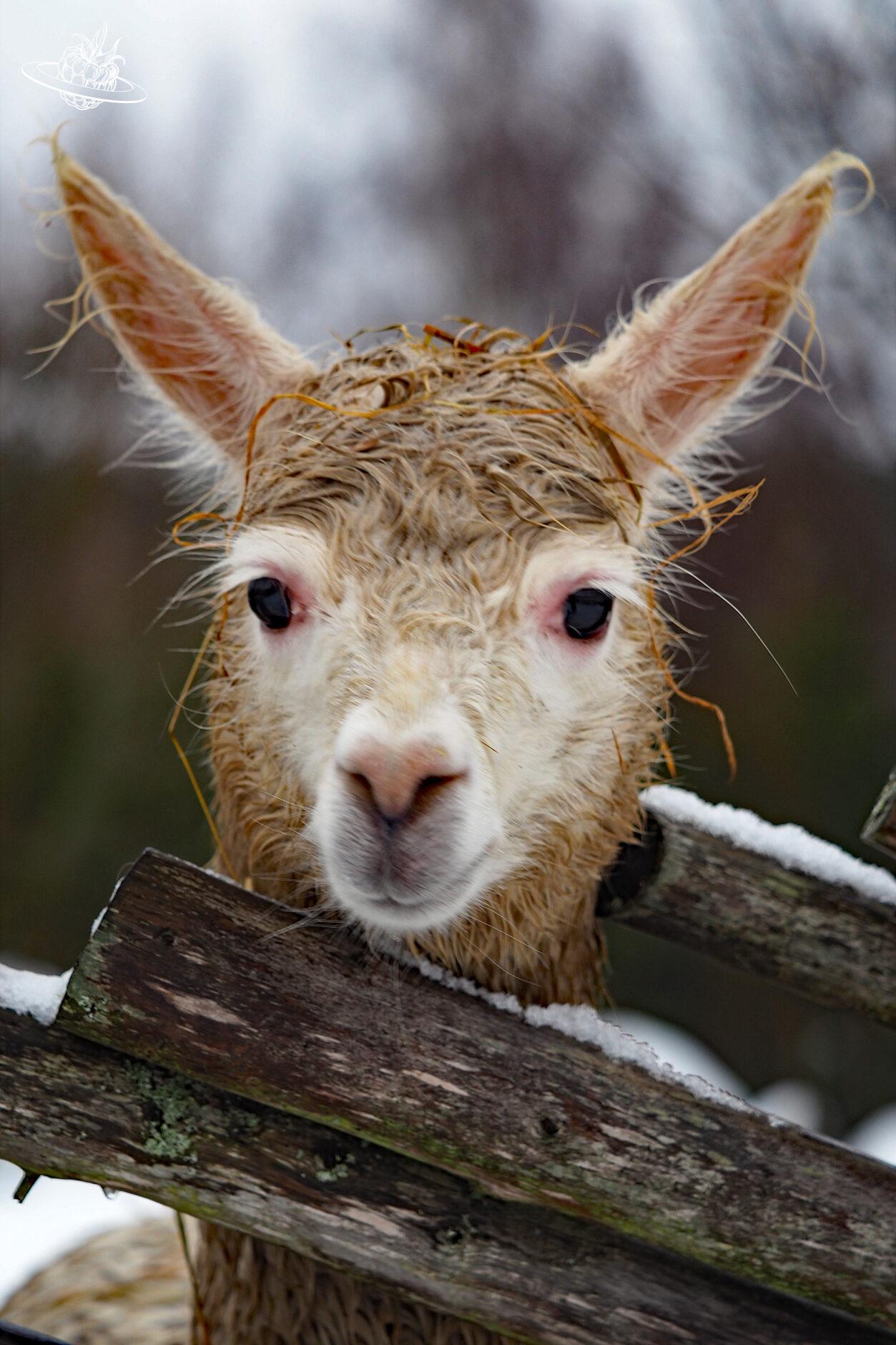 Lama schaut direkt in die Kamera