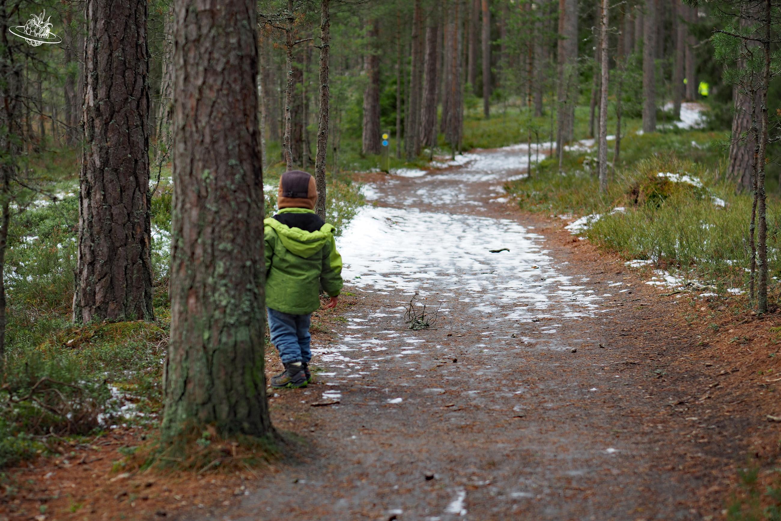 Kleiner Junge spaziert durch den Wald