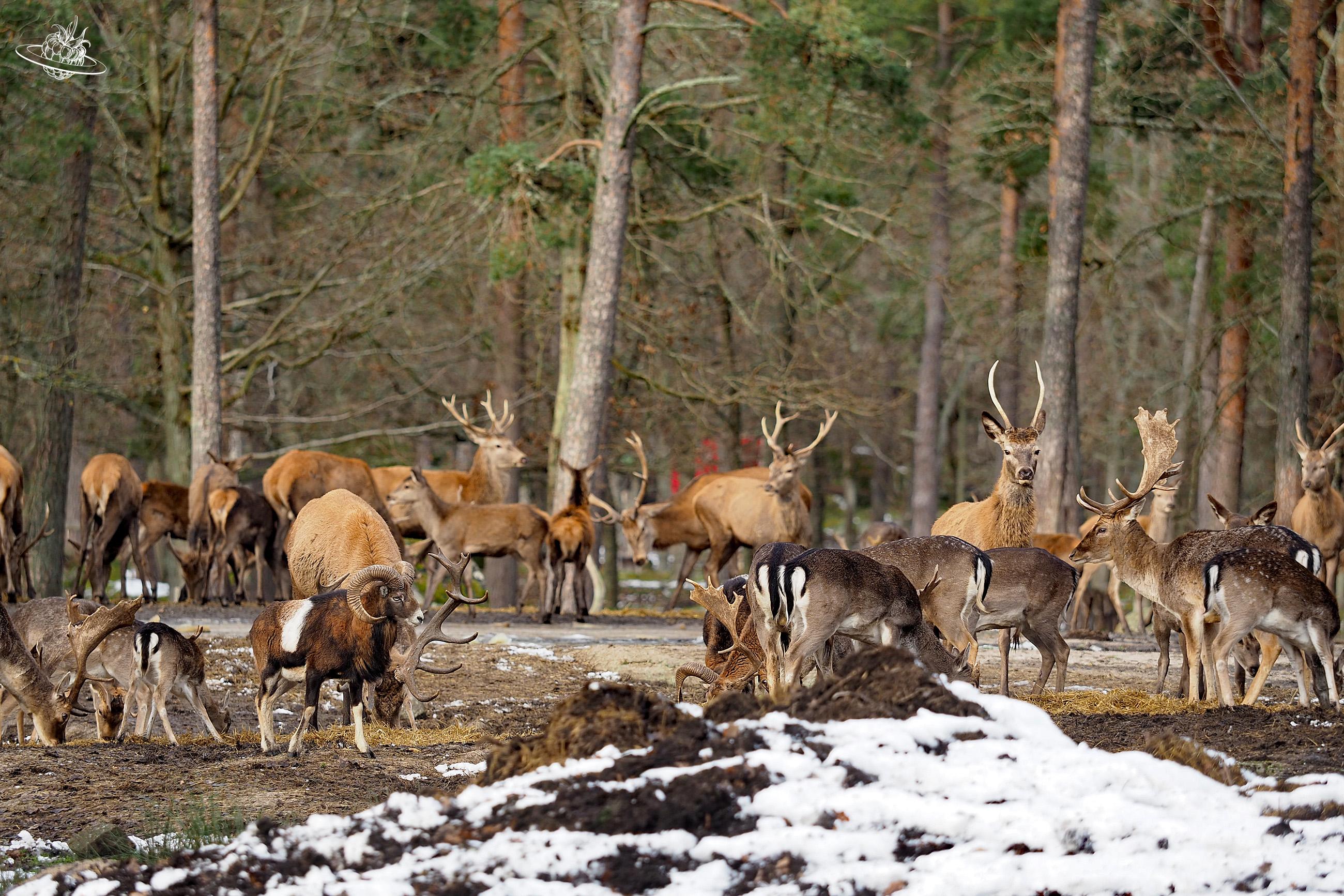 Wildtiere in Südschweden im Wald