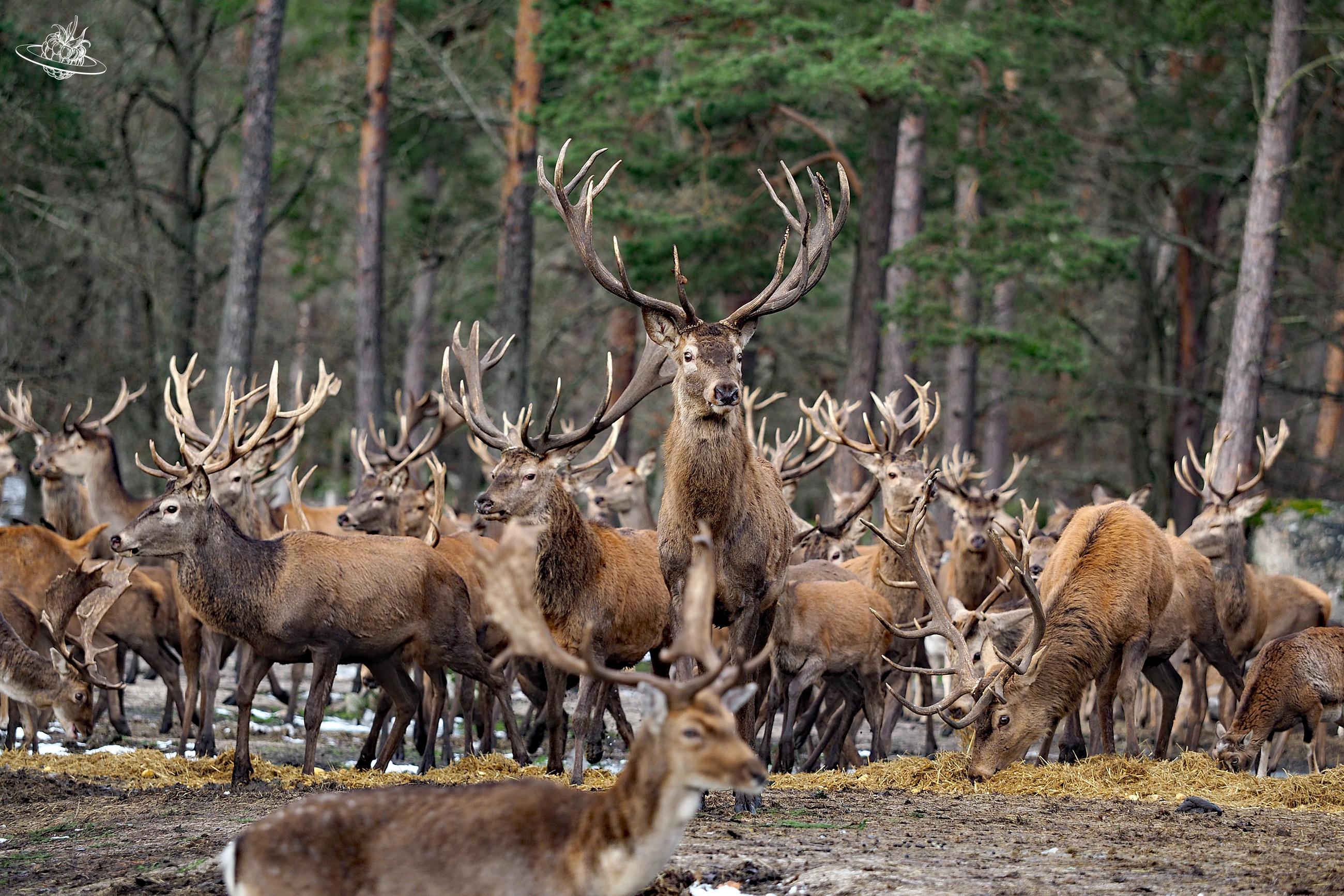 viele Hirschen auf einem Fleck