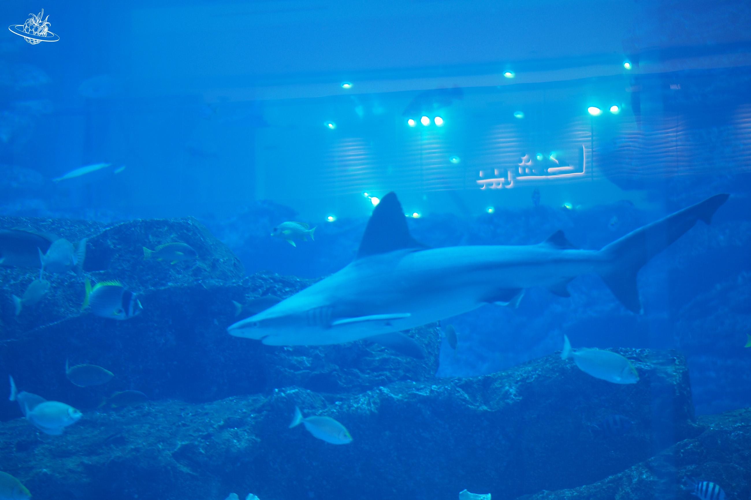 In der Dubai Mall steht ein riesig grosses Aquarium mit vielen Fischen, Haien und anderen Meerestieren drin.
