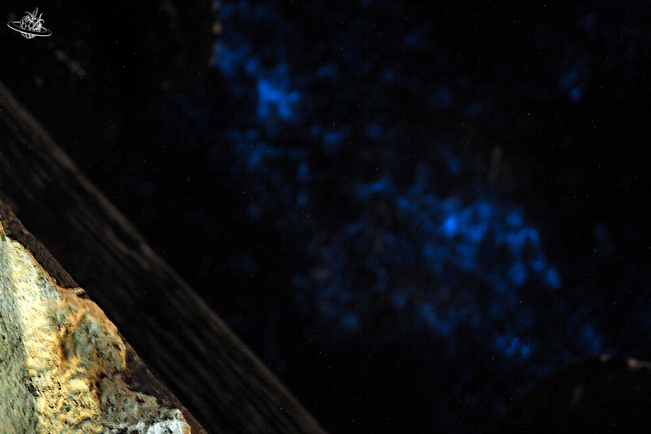 Biolumineszenz: Blaues Licht im Wasser von Tasmanien