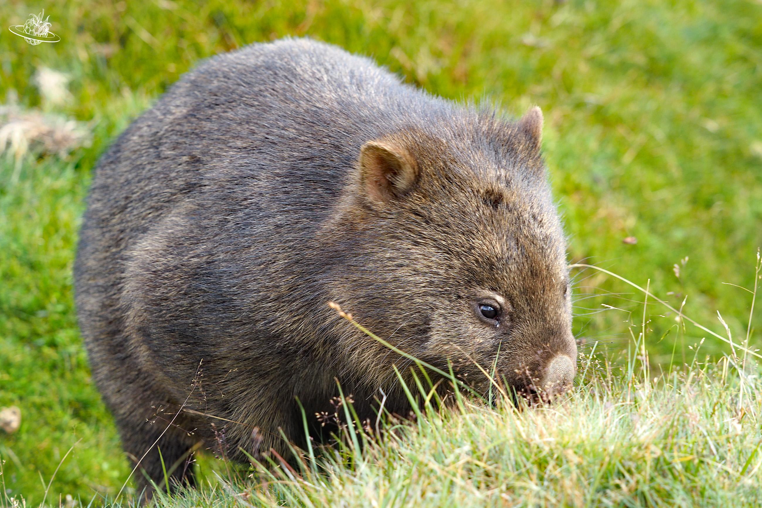 Wombat in Tasmanien. Ein Wildtier, welches nicht gefüttert oder gestreichelt werden darf