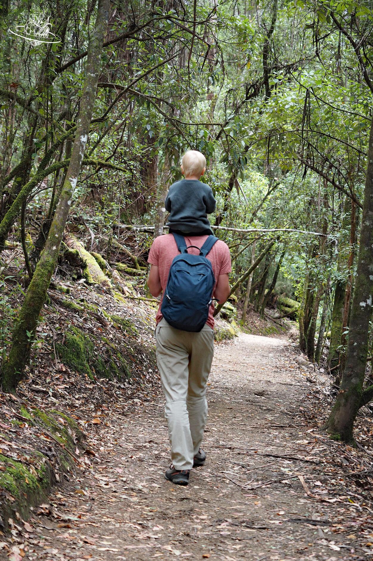 Reisetipp Tasmanien: Mount Field Nationalpark Tall Trees