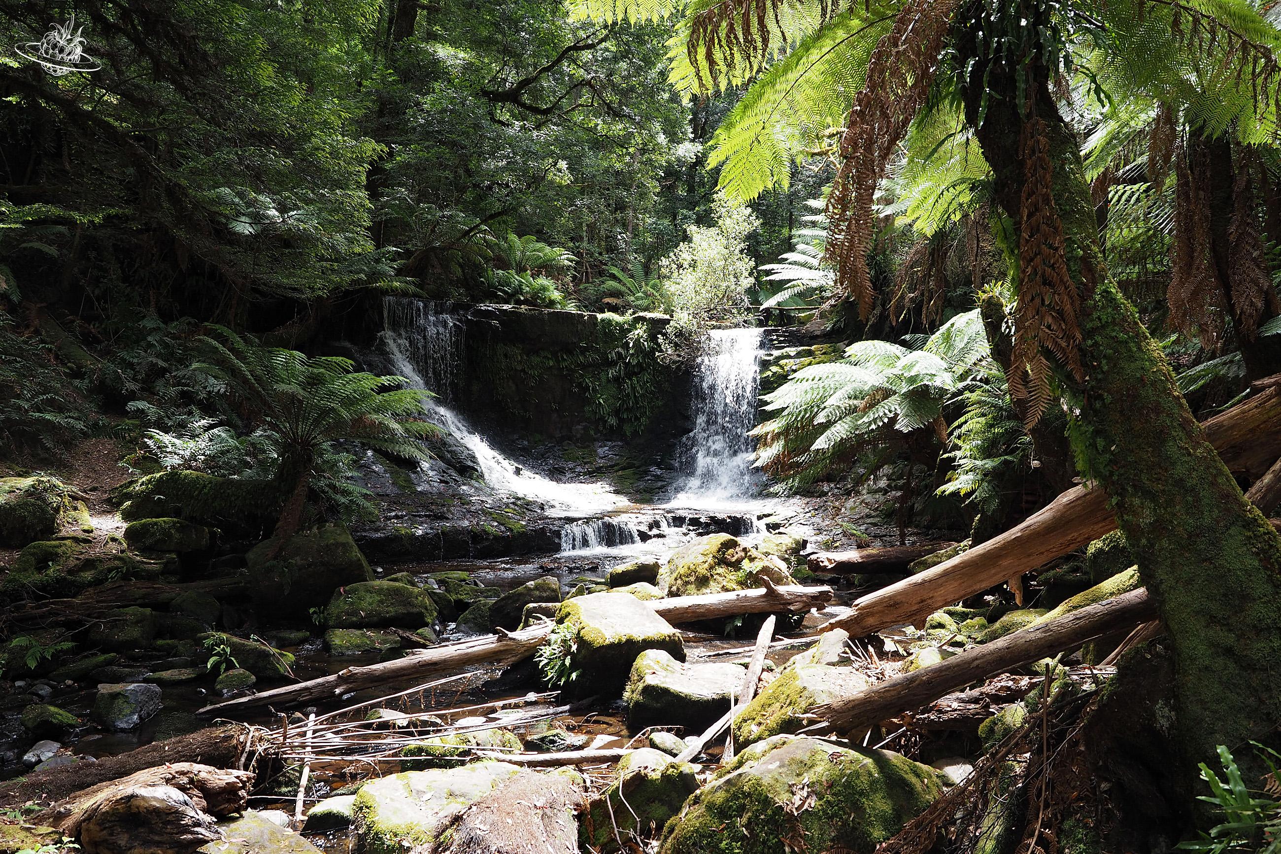 Wanderung zu den Russel Falls - Wasserfällen im Mount Field Nationalpark