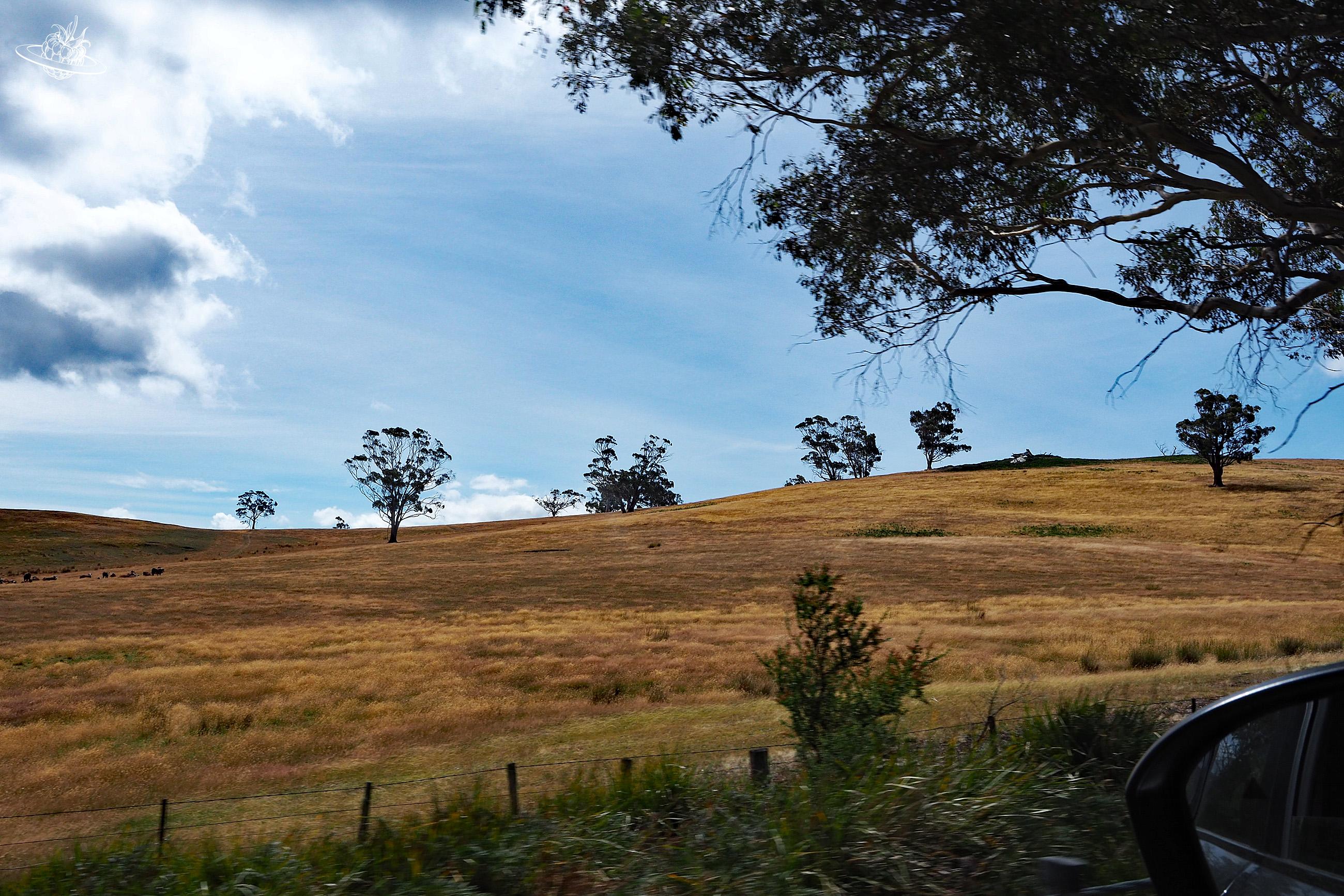 Unterwgs mit dem Mietwagen in Tasmanien