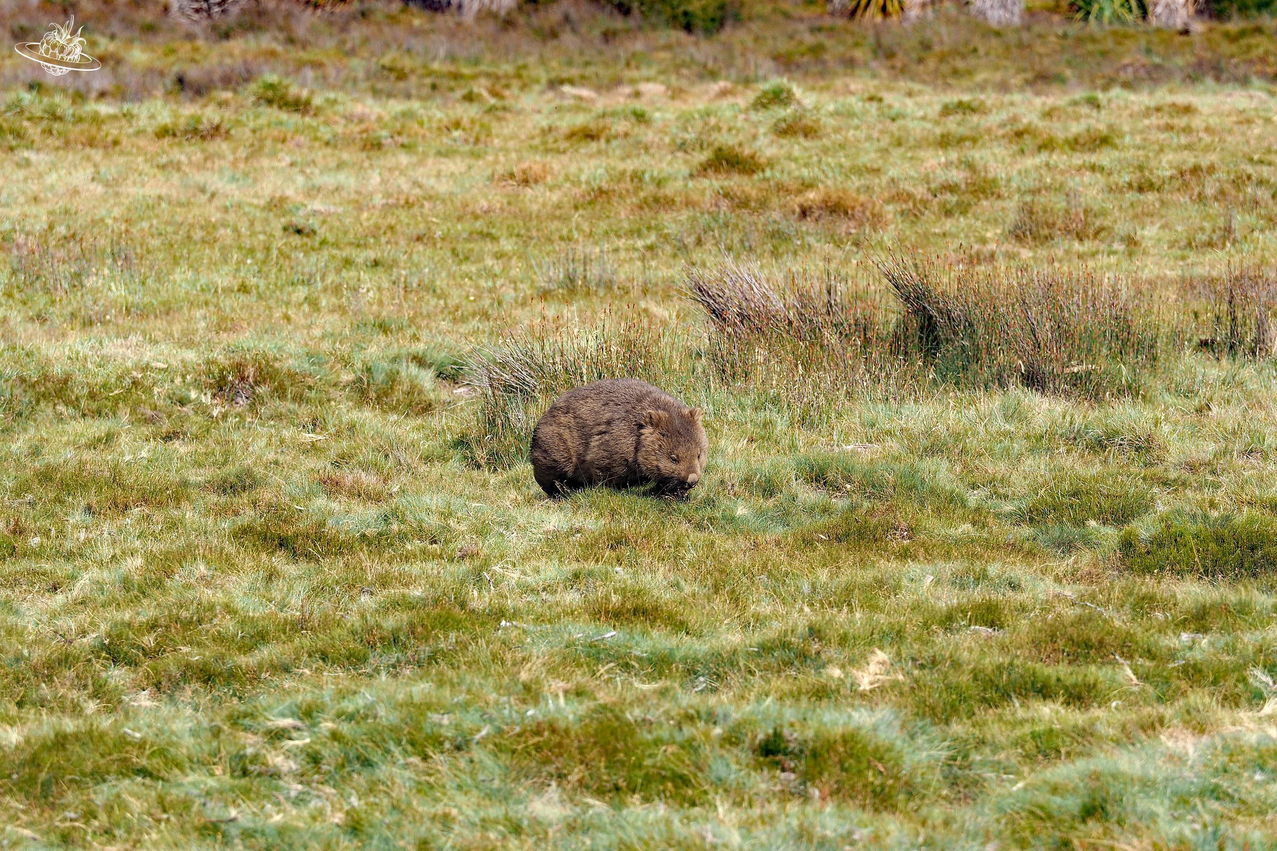 Wombat Wildtier nicht füttern oder streicheln