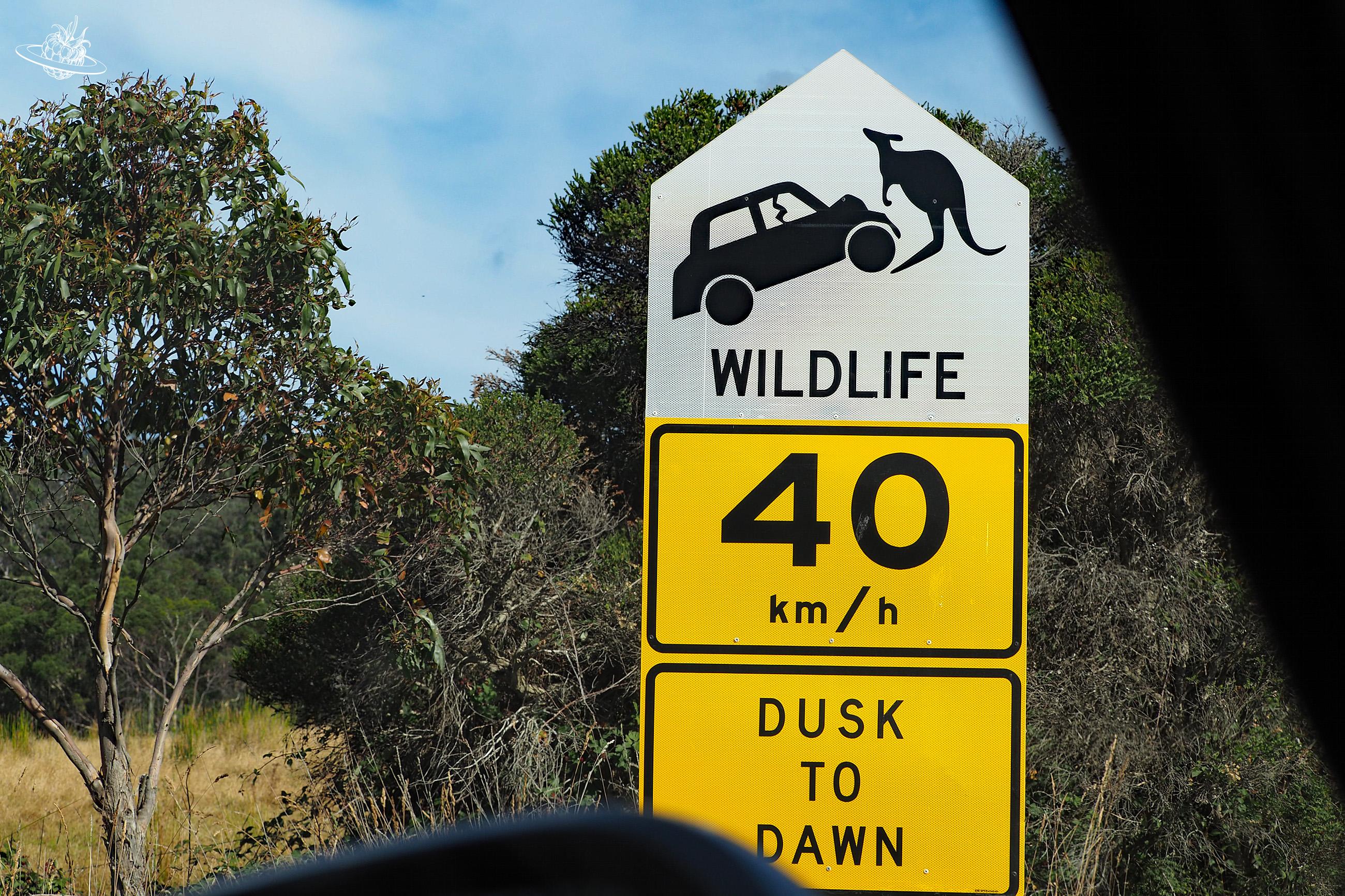 Vorsichtig fahren in Tasmanien