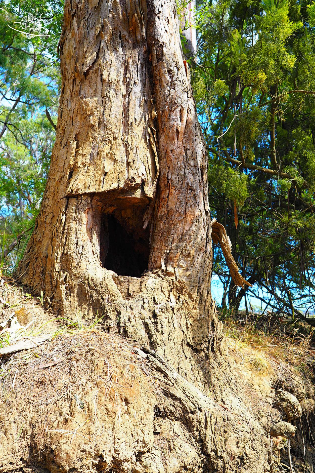 Bob Tree Tasmanien, welcher keine Sehenswürigkeit ist