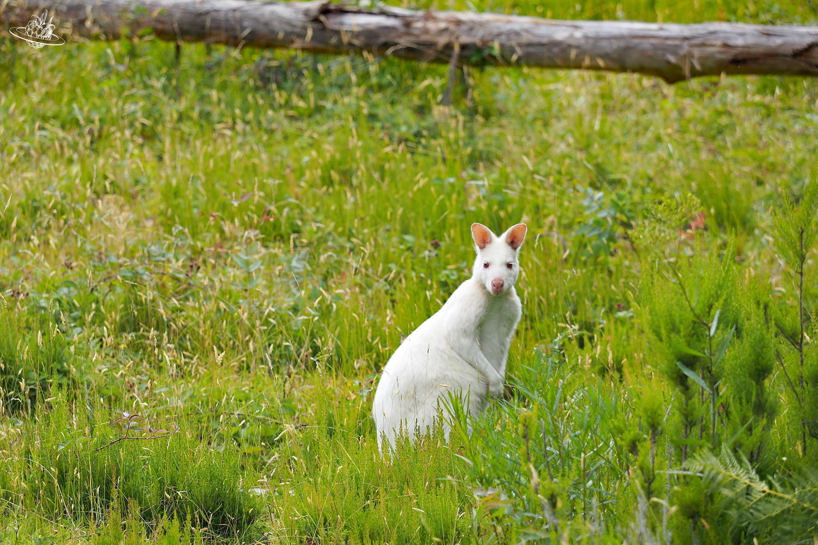 weisses Känguru auf Bruny Island Tasmanien