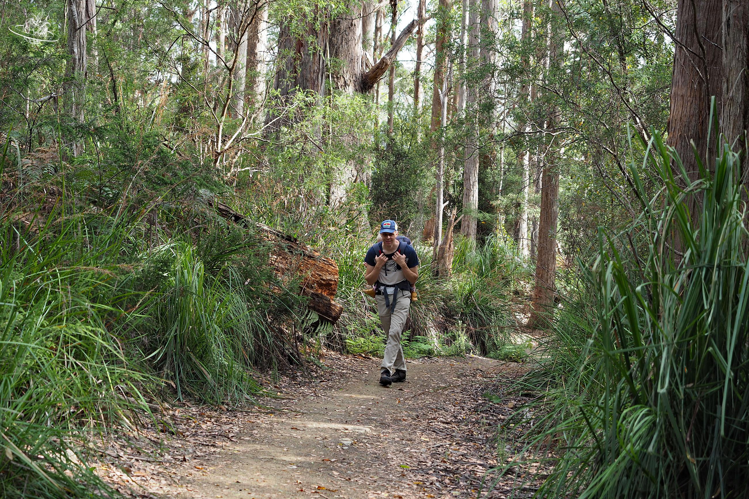 Wandern durch den Wald auf der Halbinsel Tasman