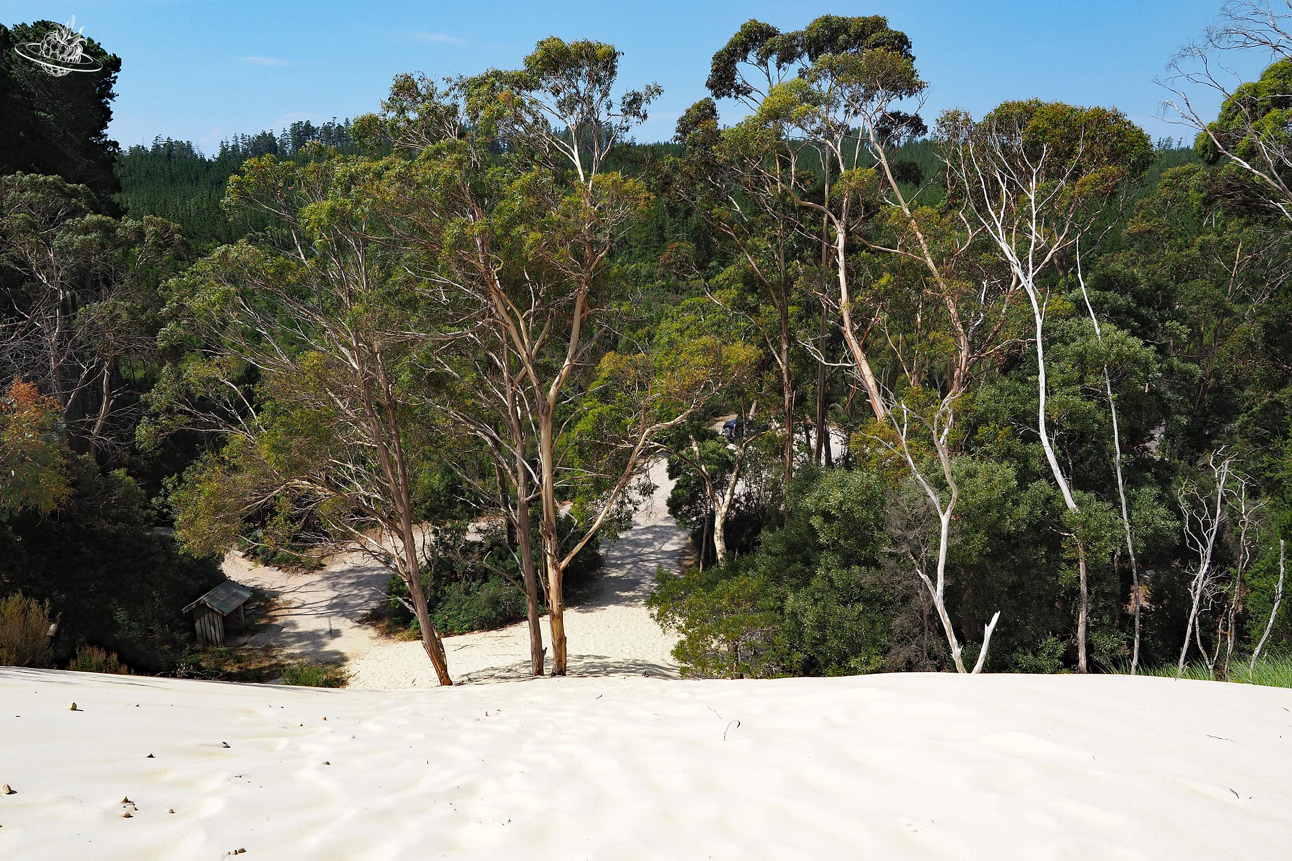 Dünen in Tasmanien: Henty Dunes. Must see