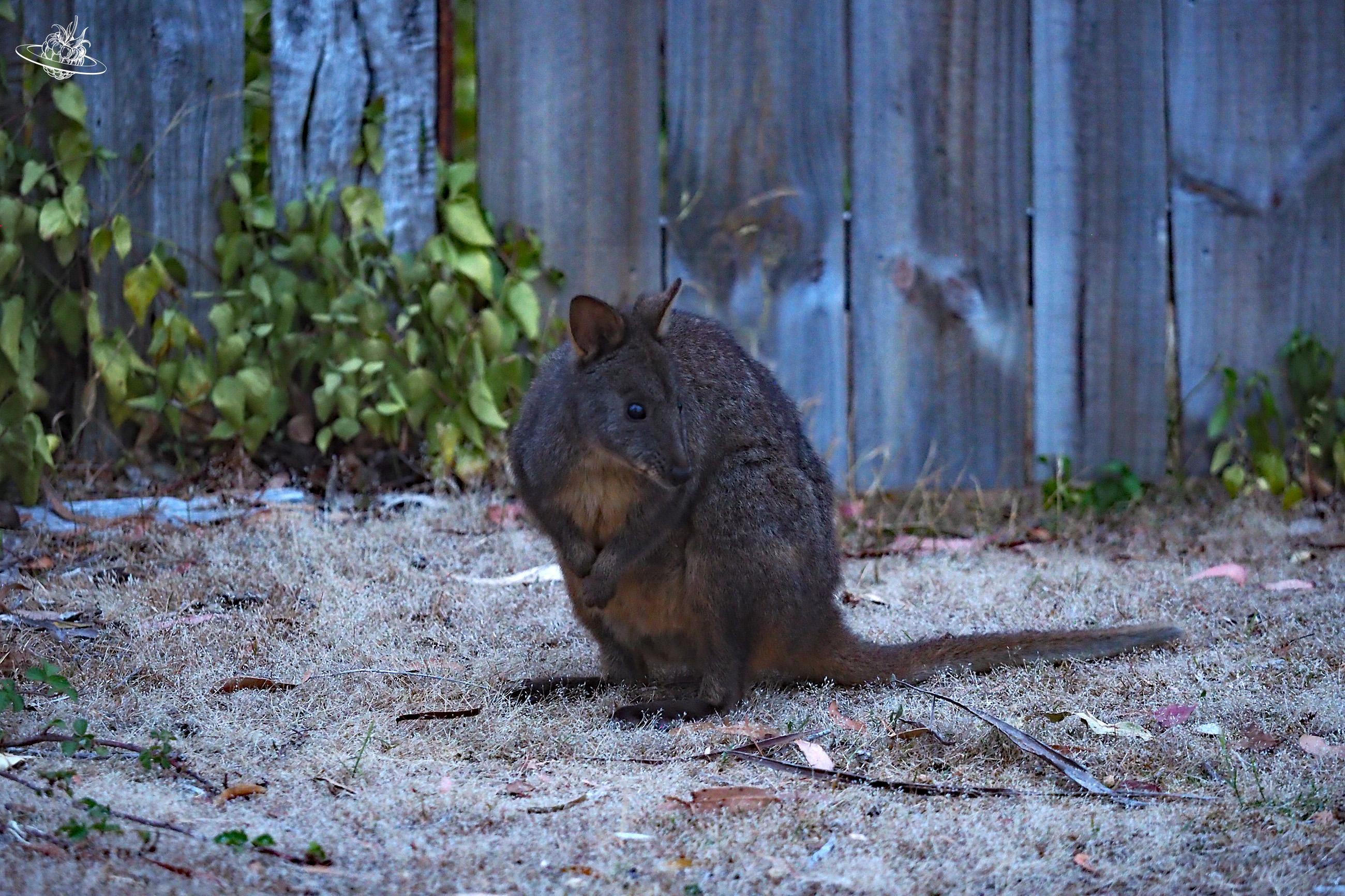 Filander sind kleine Känguru. Wildtiere auf Tasmanien