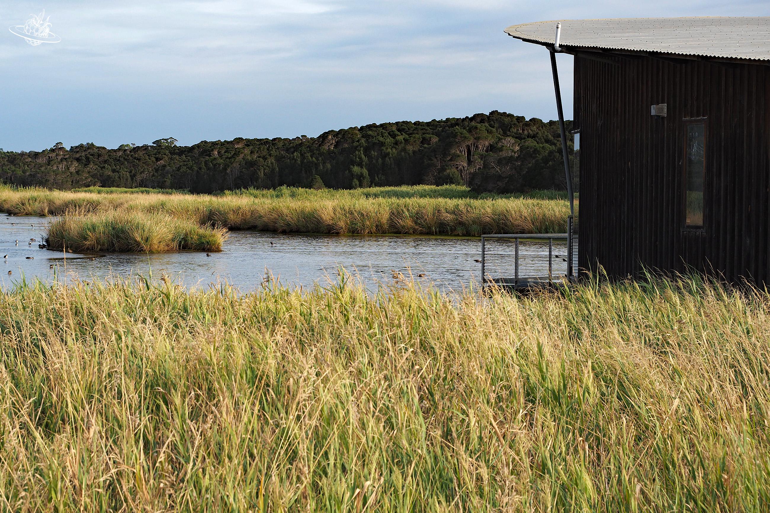 Tamar Island Wetland Spaziergang