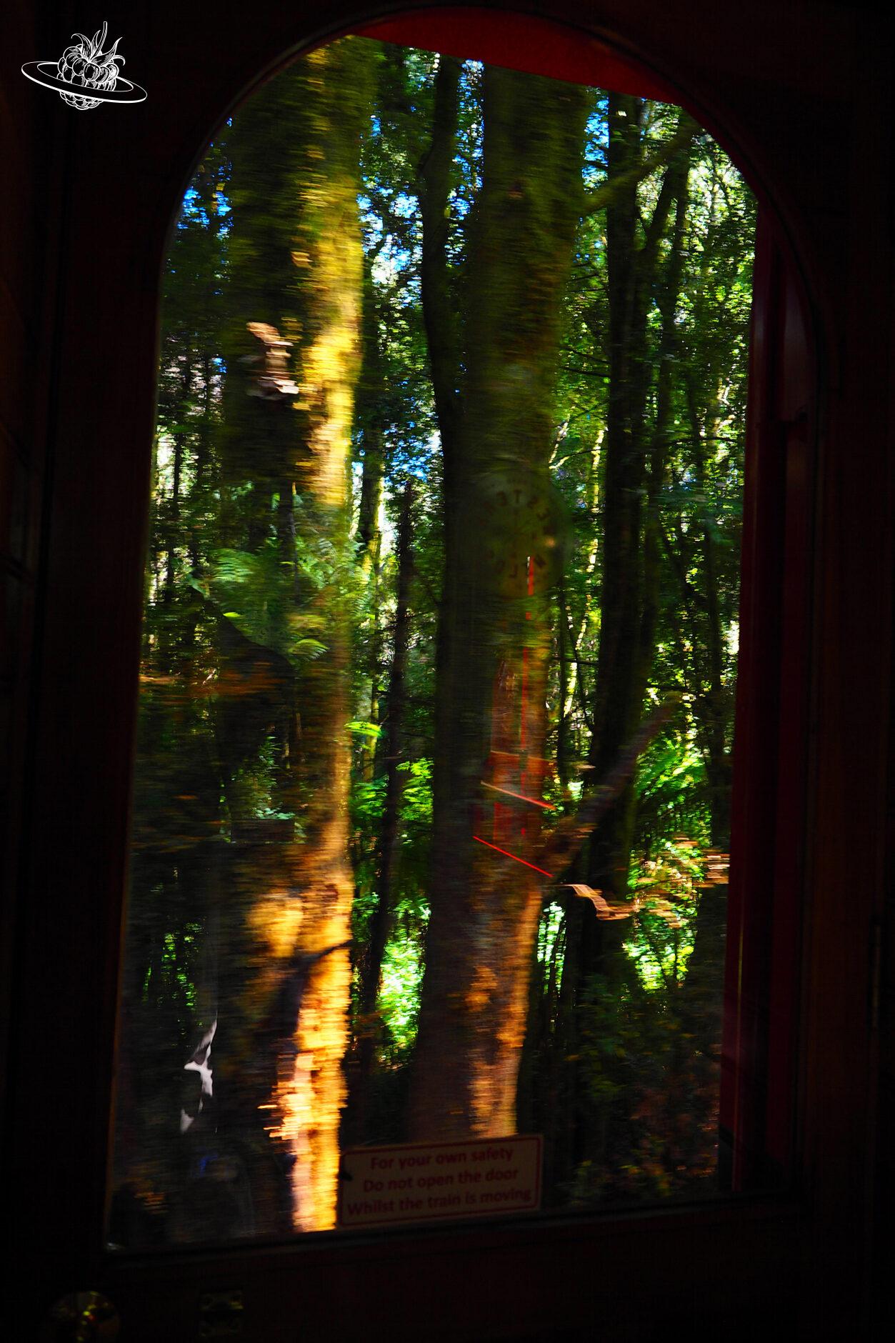 Mit dem Zug durch den Regenwald in Tasmanien