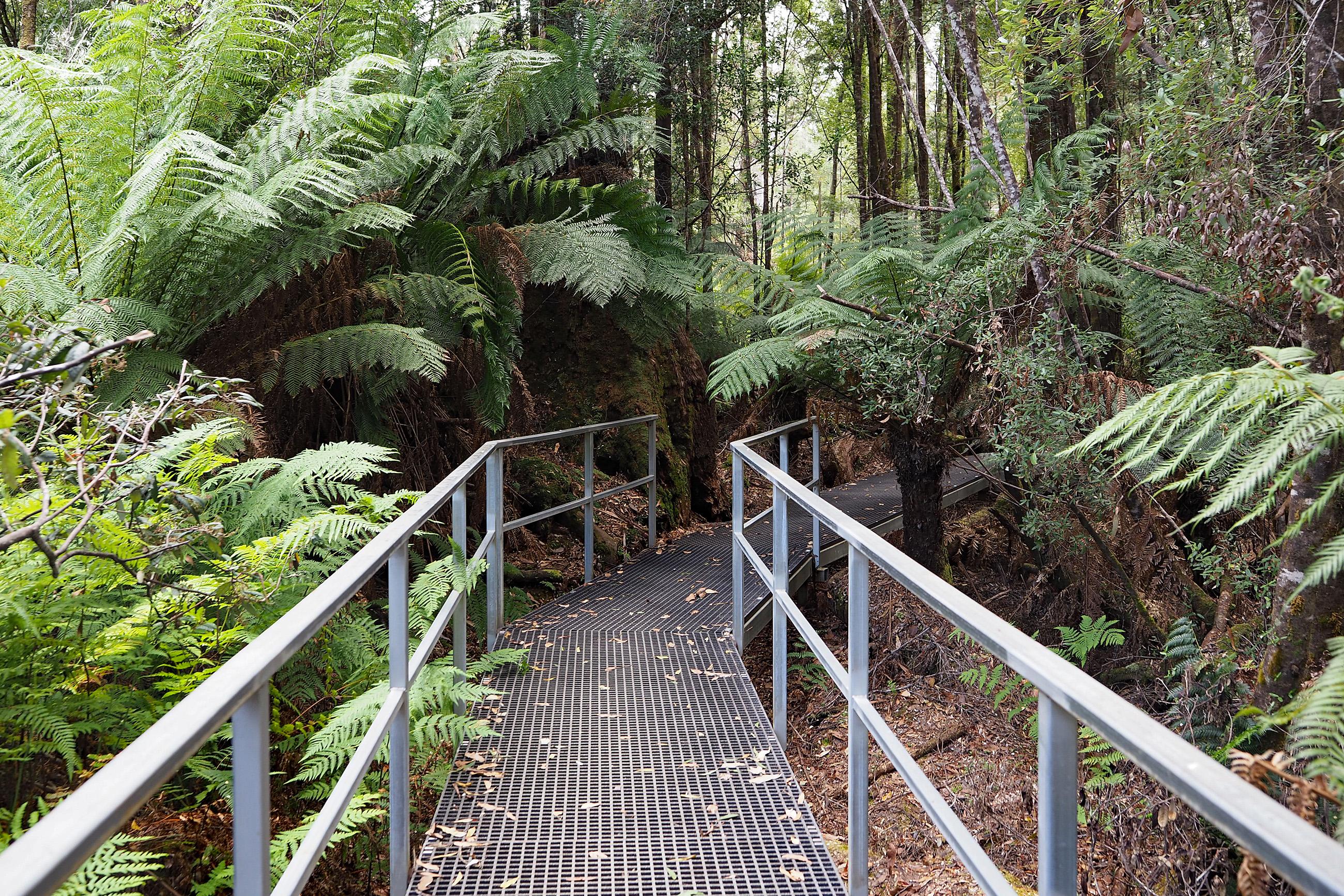 wander-ausflug nahe Hobart, Tasmanien der Tahune Wald Baumkronenpfad