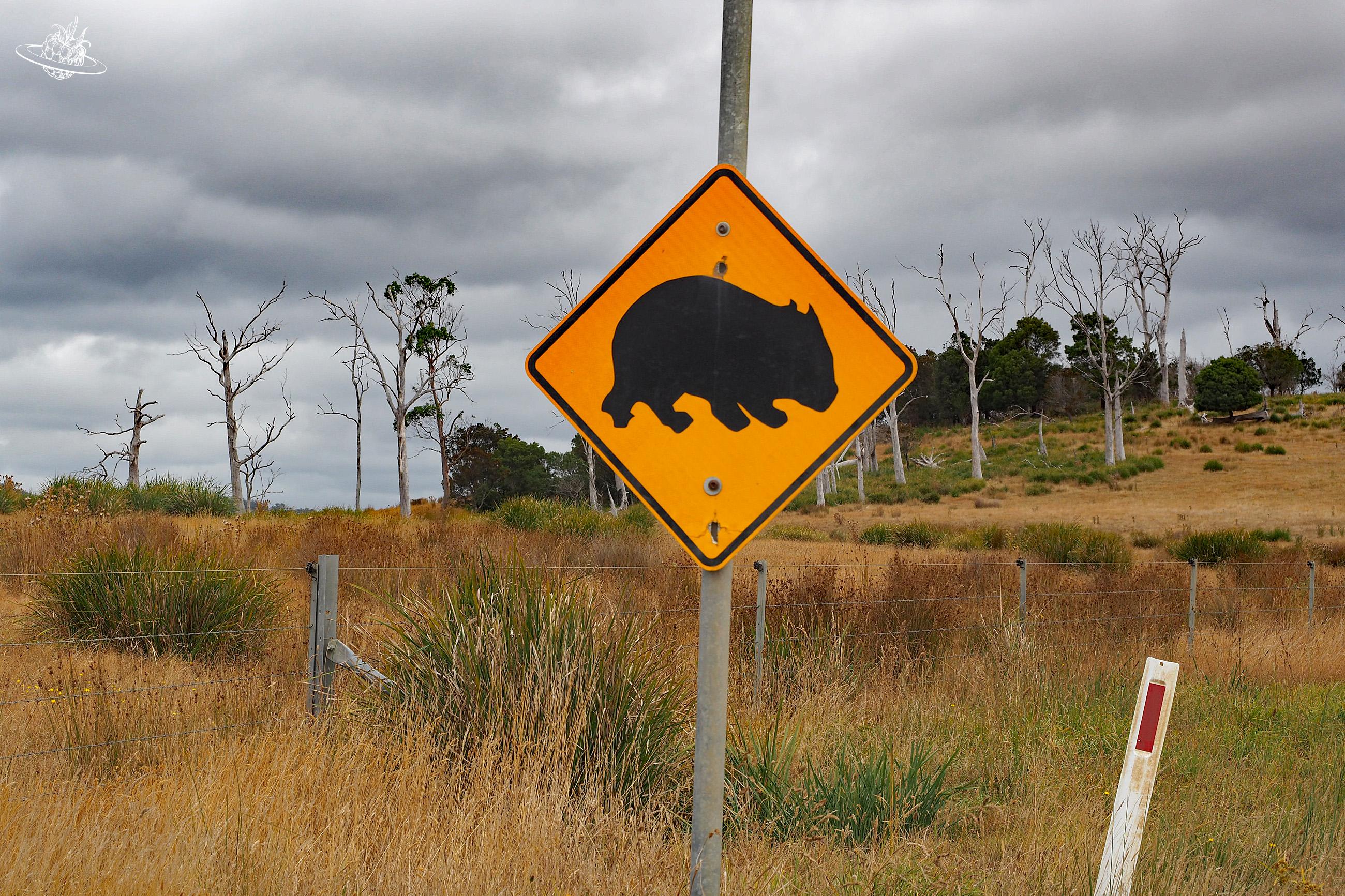 Wildtiere in Tasmanien. Achtung Wombats.