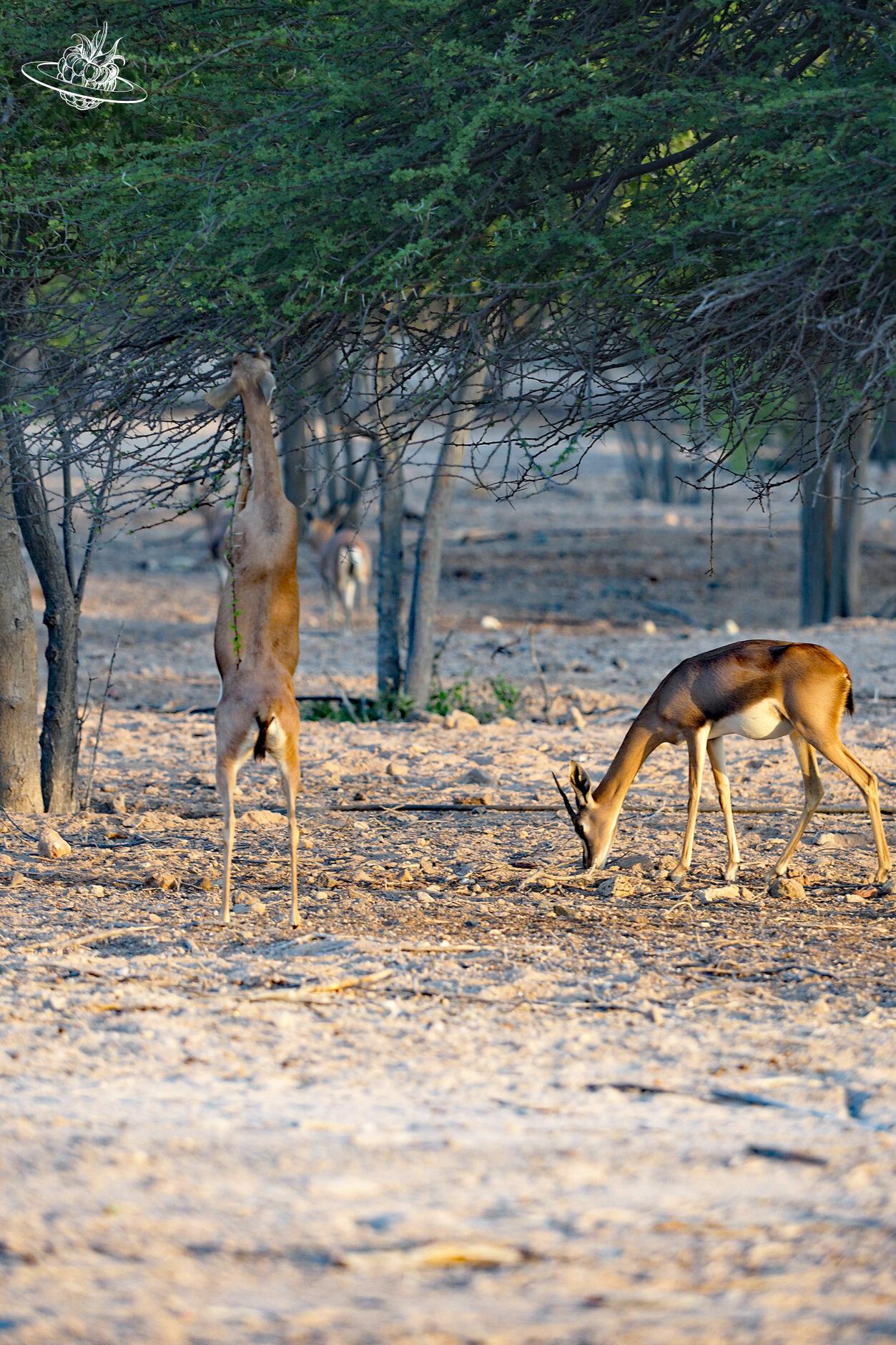 Sir Bani Yas Insel Safari auf den Emiraten