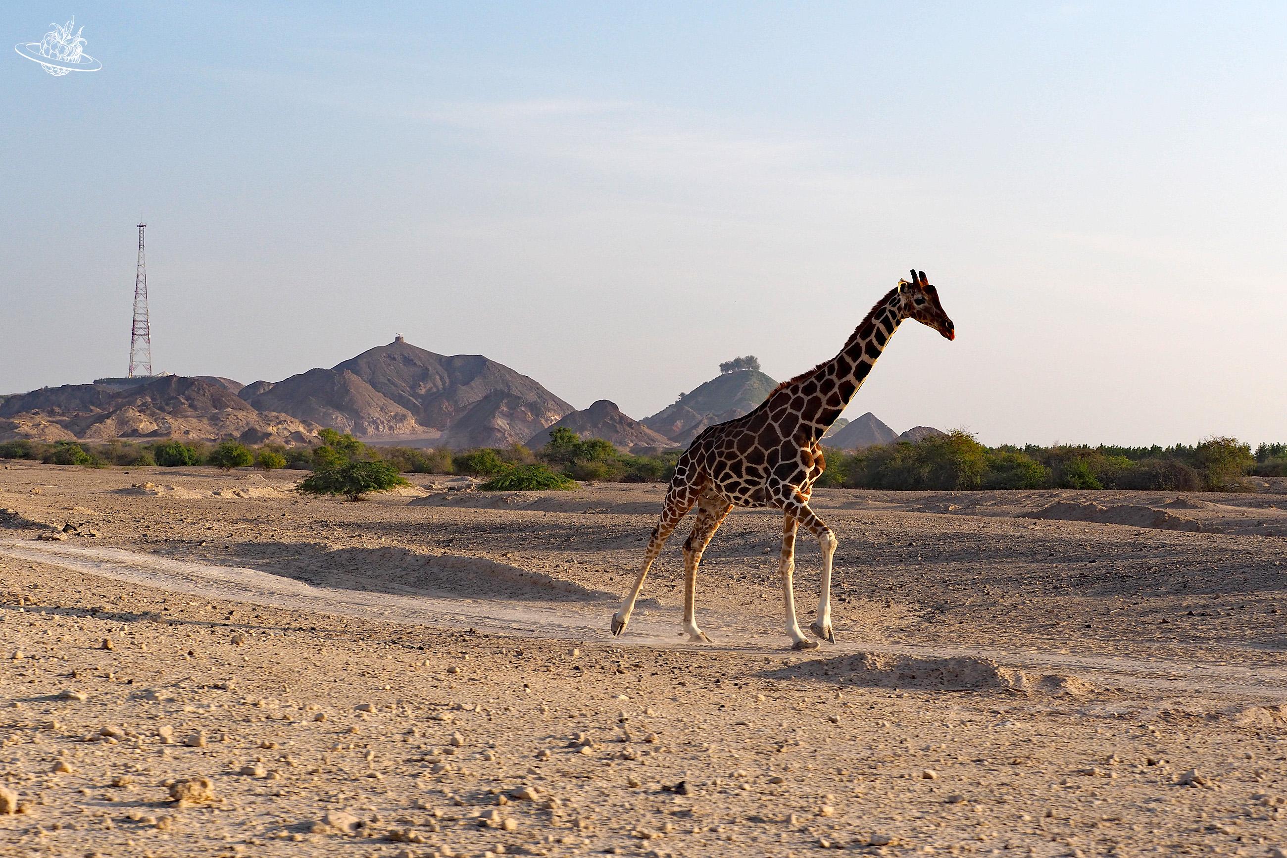 Safari und dabei Giraffe sichten in den Emiraten