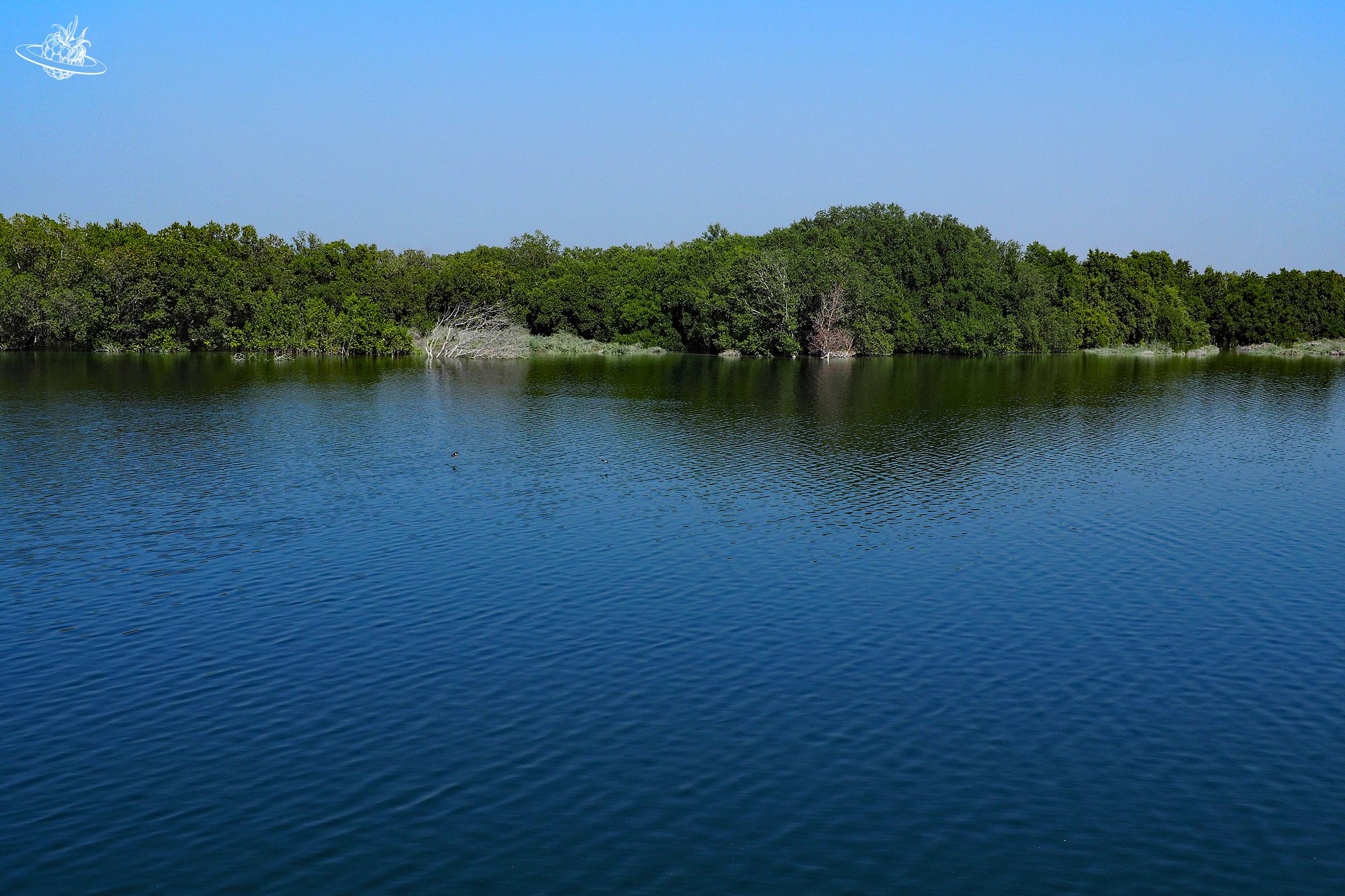 Tipp Emirate Rundwanderung in Abu Dhabi Mangrove