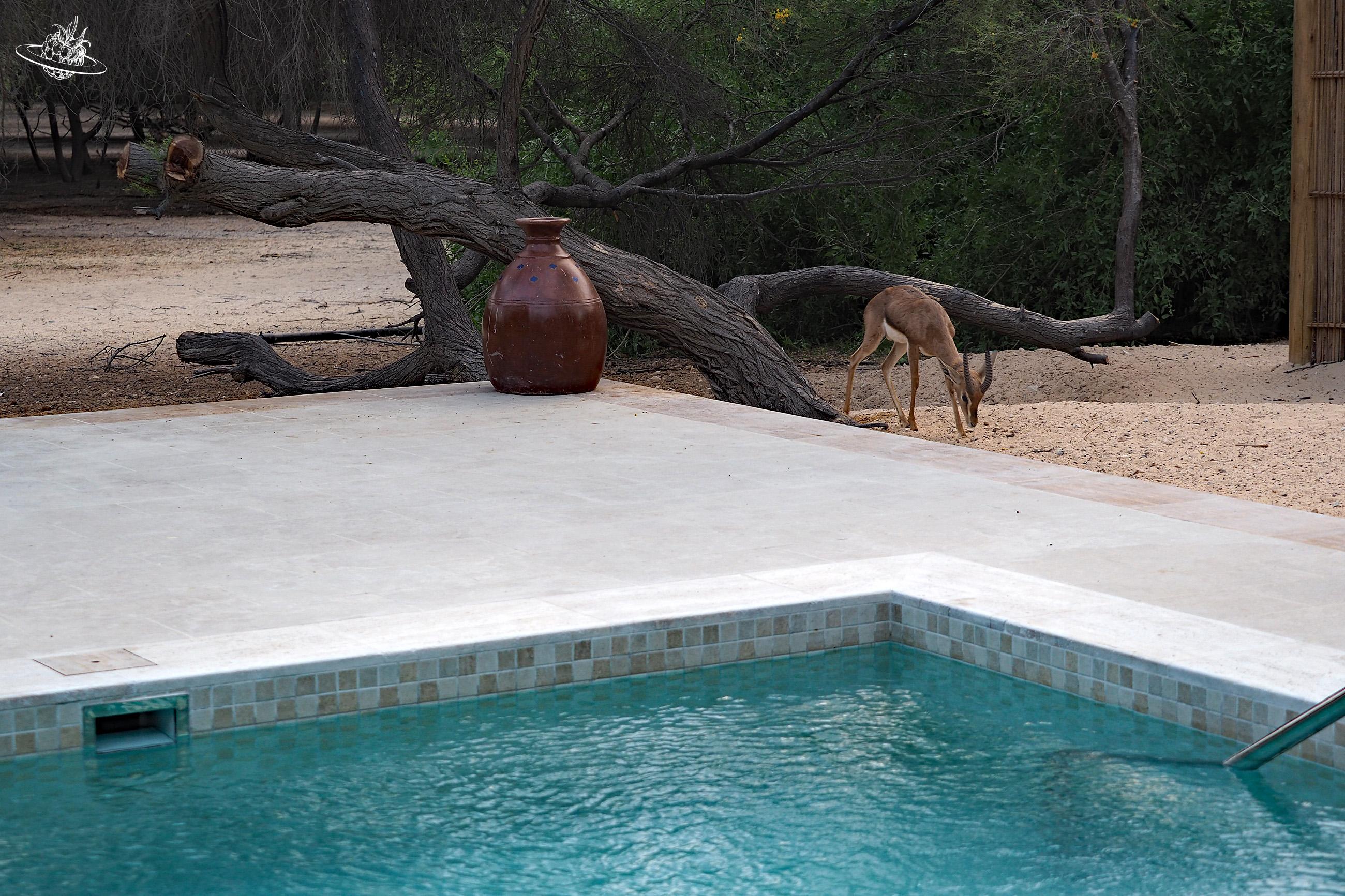 Sir Bani Yas Antiloppe Reisetipp