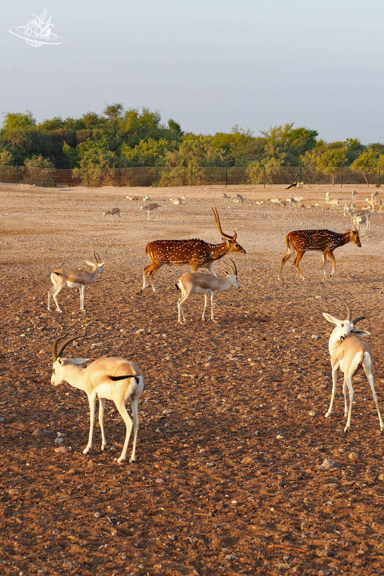 Sir Bani Yas: Rehe und Antiloppen