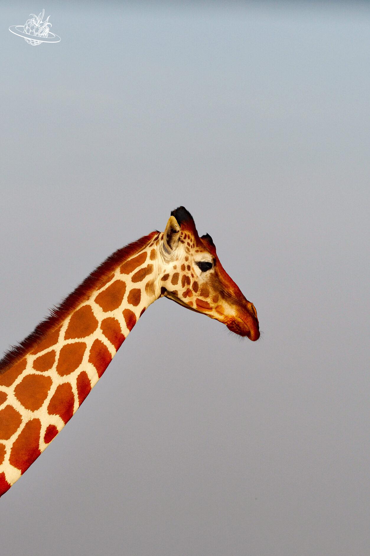 Giraffe in den vereinigten arabischen Emiraten