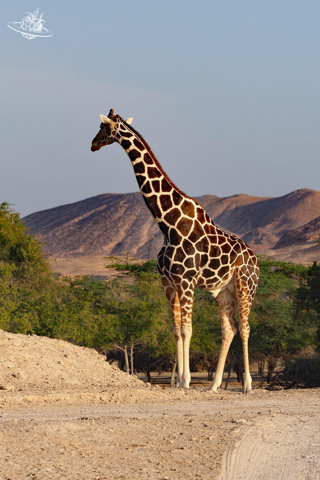 Freilebende Giraffe auf Sir Bani Yas