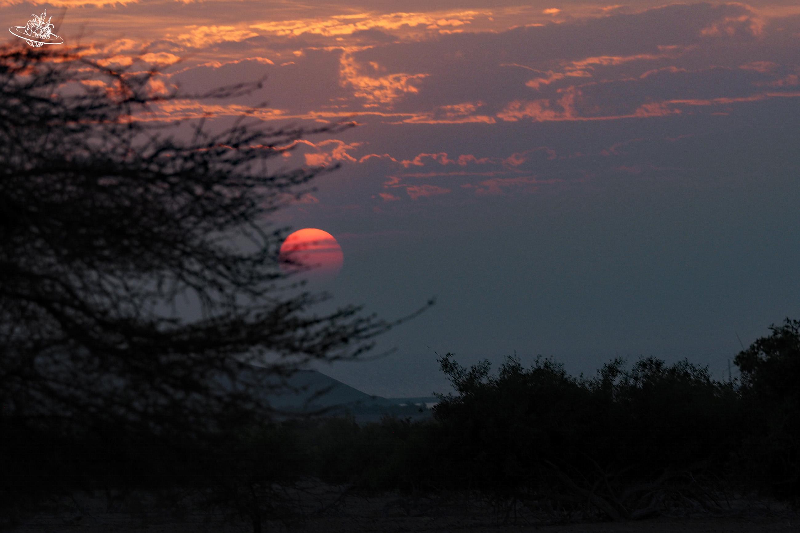 Sonnenaufgang bei Sir Bani Yas Insel