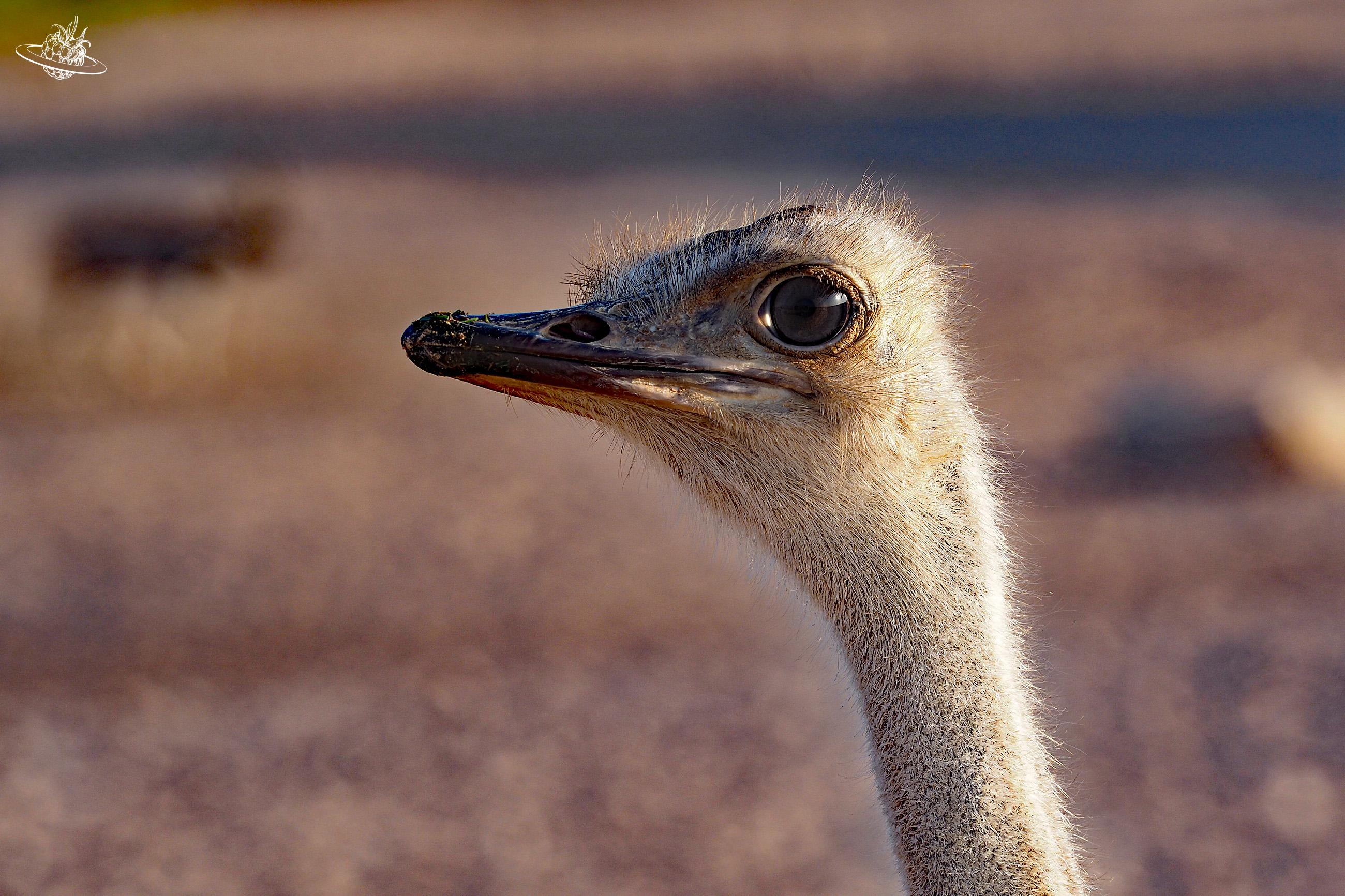 Reisetipp Abu Dhabi: Sir Bani Yas