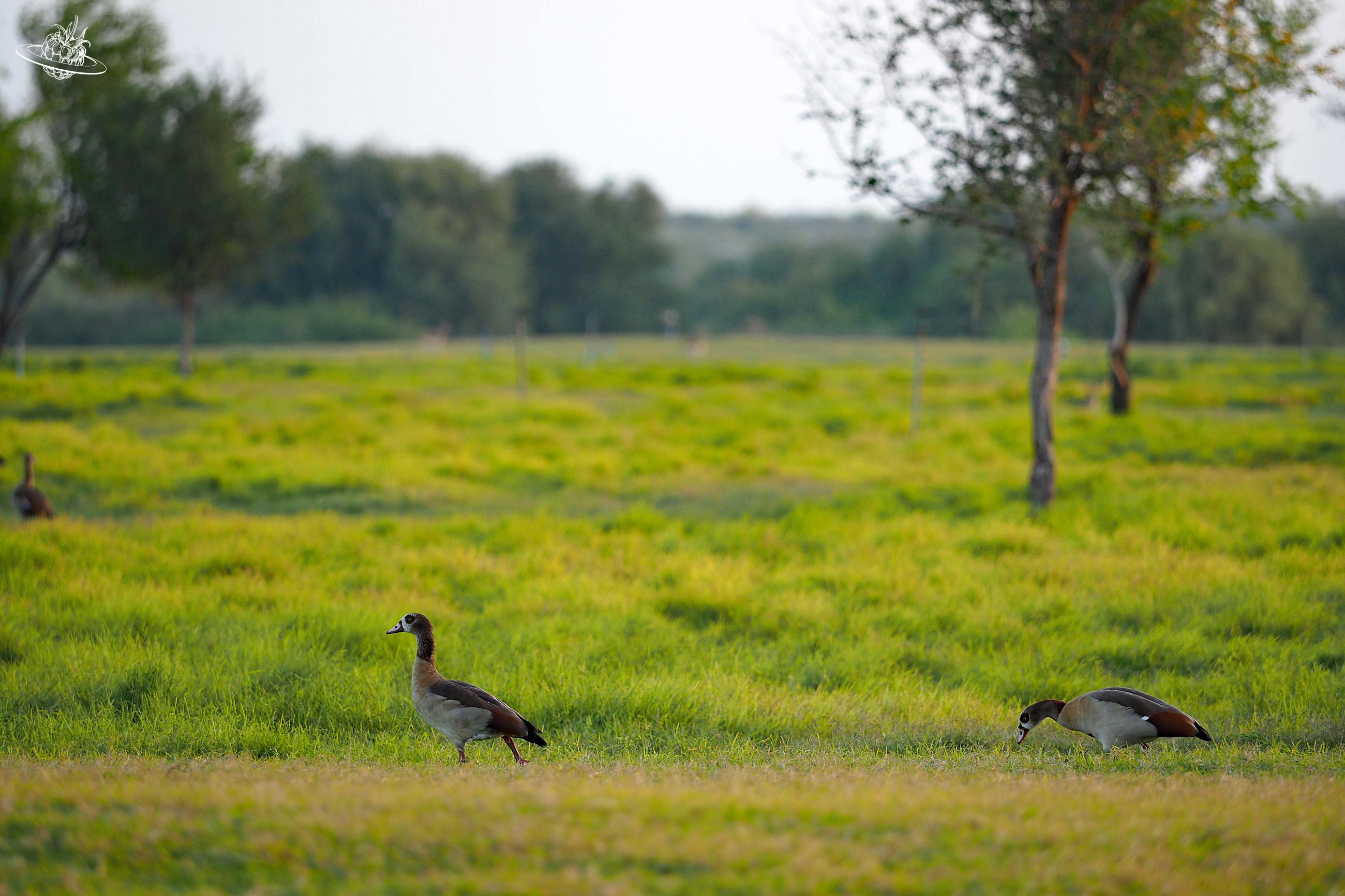 Sir Bani Yas Vogel