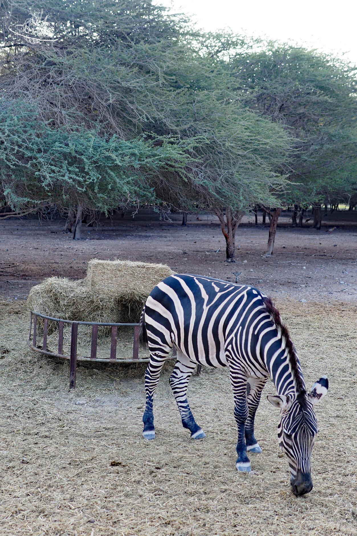 Zebra Sir Bani Yas Insel