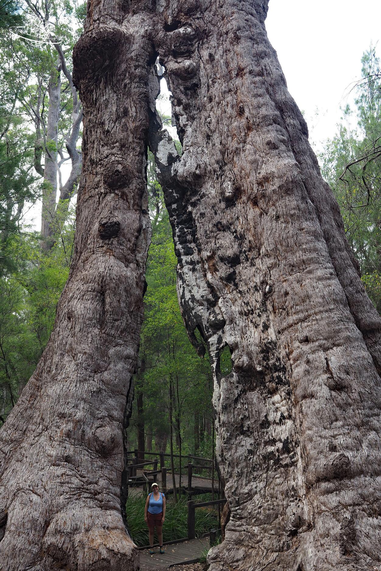 Wandern in Südwestaustralien Giant Tingle Tree