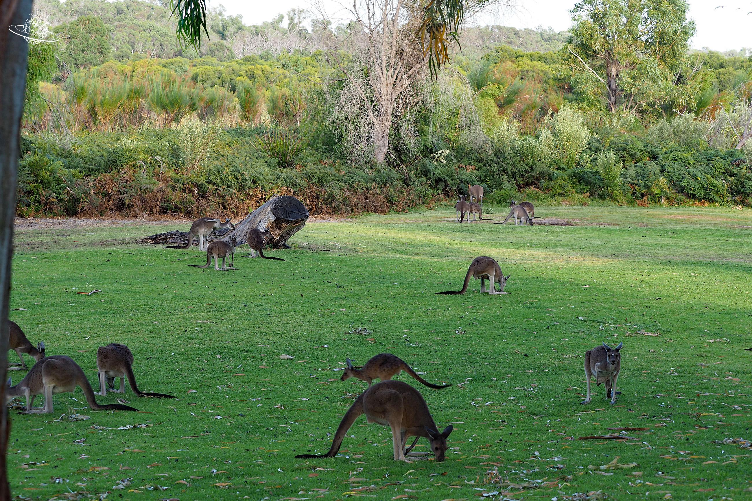 Viele Känguru im Yanchep Nationalpark