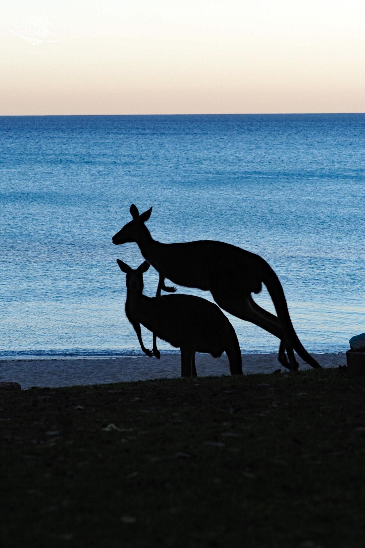 Meel Up Strand: Abends und Frühmorgens sind Känguru am Strand