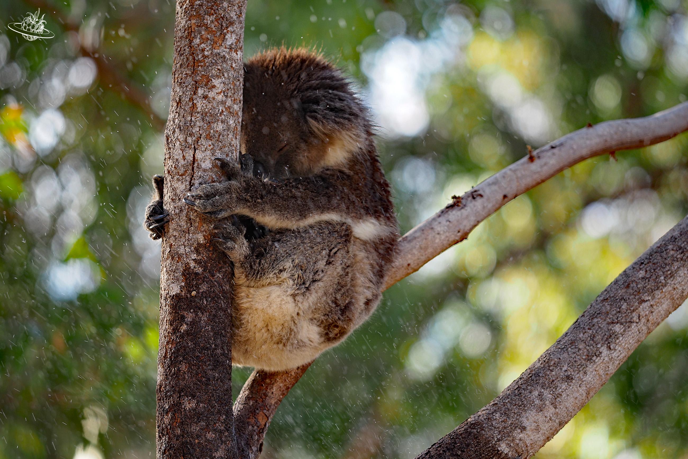 Koala im Yachep Nationalpark