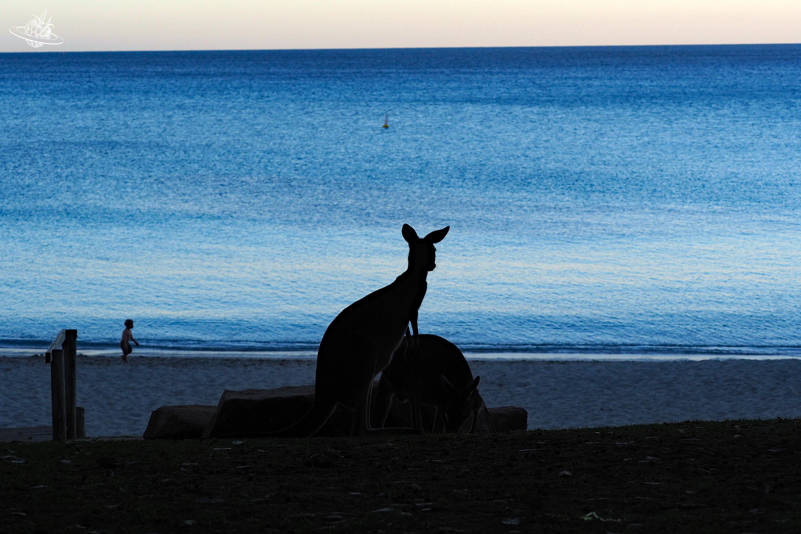 Känguru am Strand beim Meel up Beach
