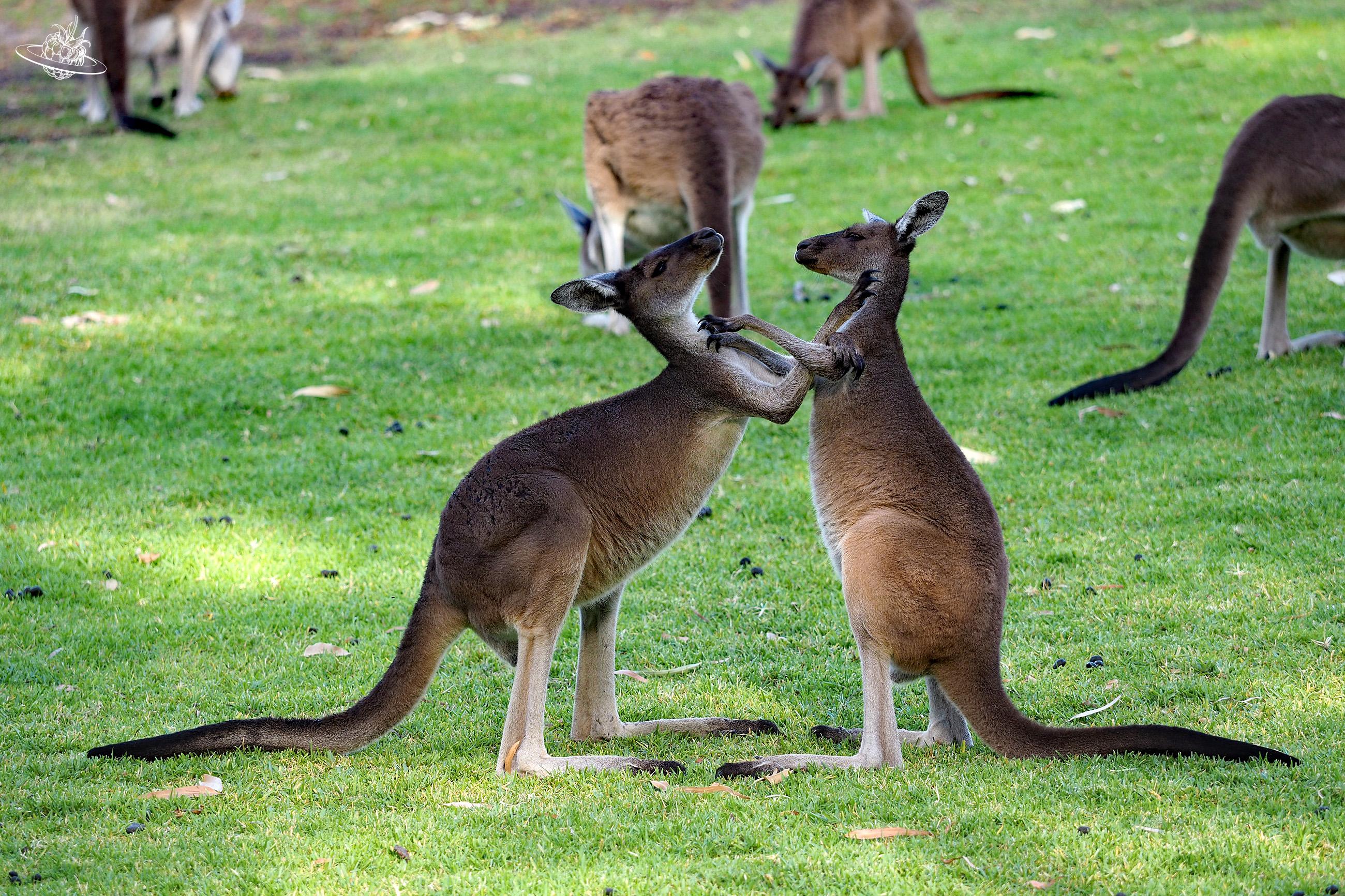 Wo sieht man Känguru in Australien. Im Yanchep Nationalpark