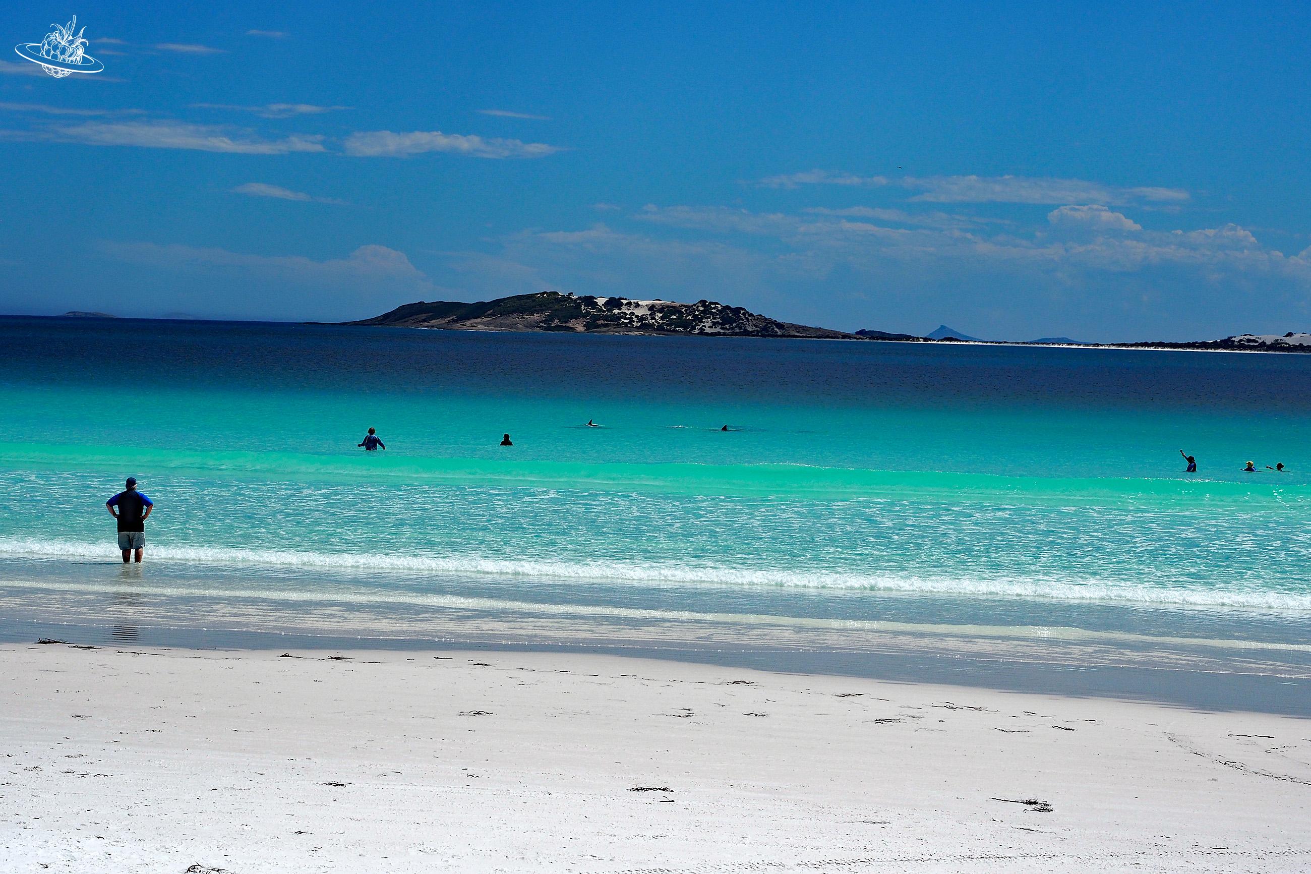 Delfine im Wasser am Strand von Wharton Beach