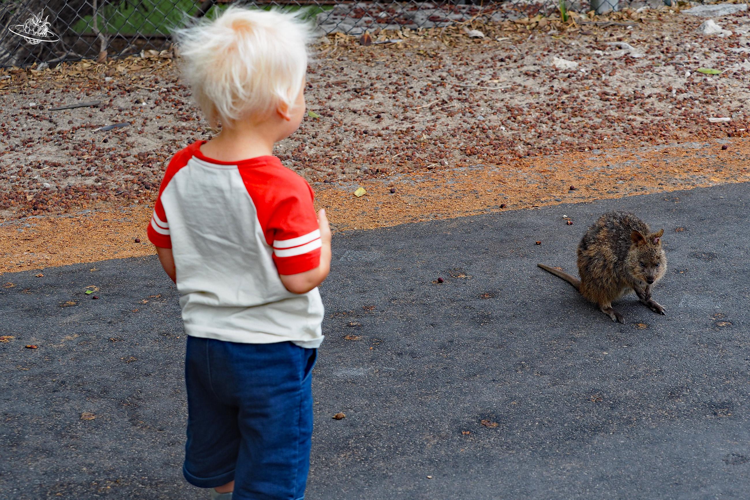 Wunderberry auf Rottnest Island Quokka