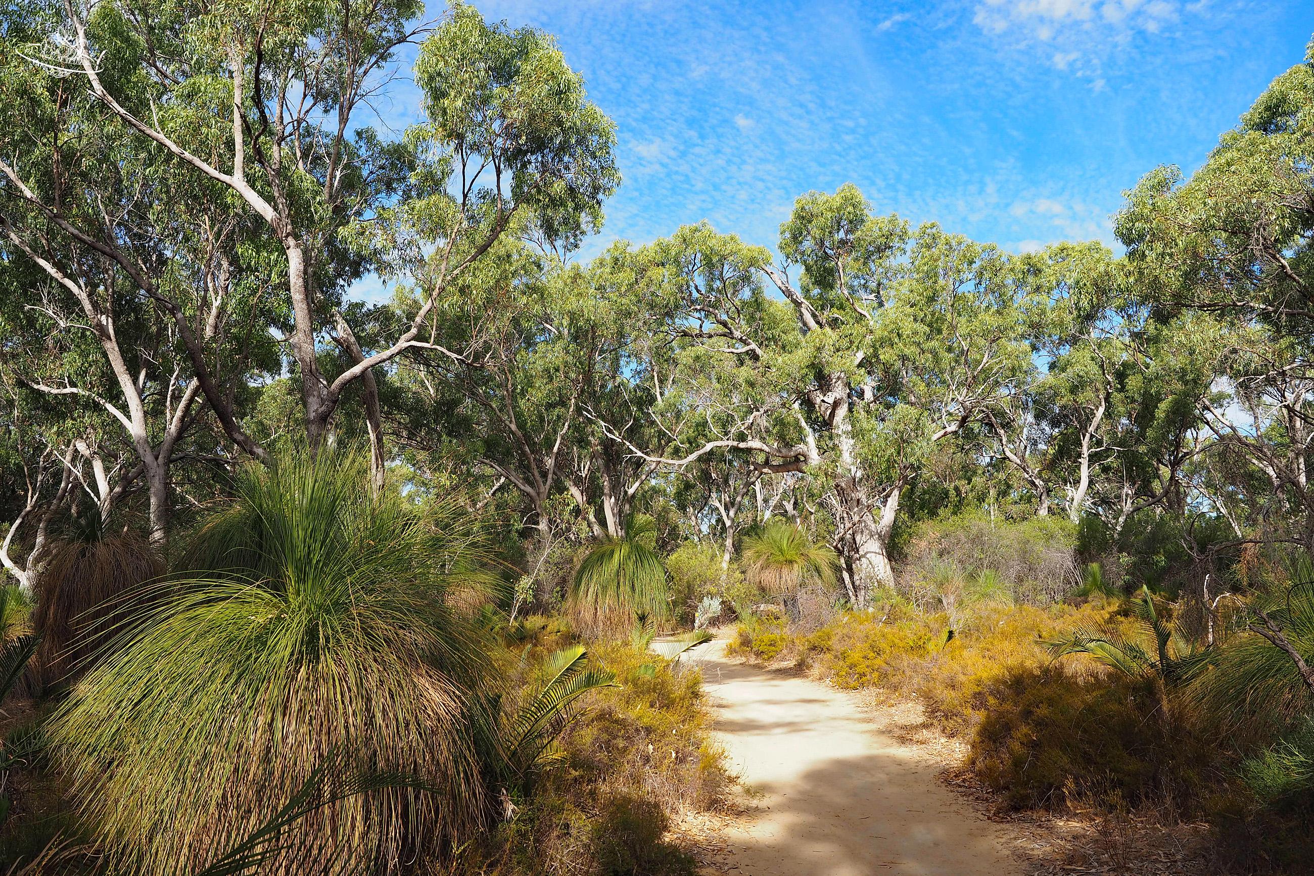 Wandern im Yanchep Nationalpark