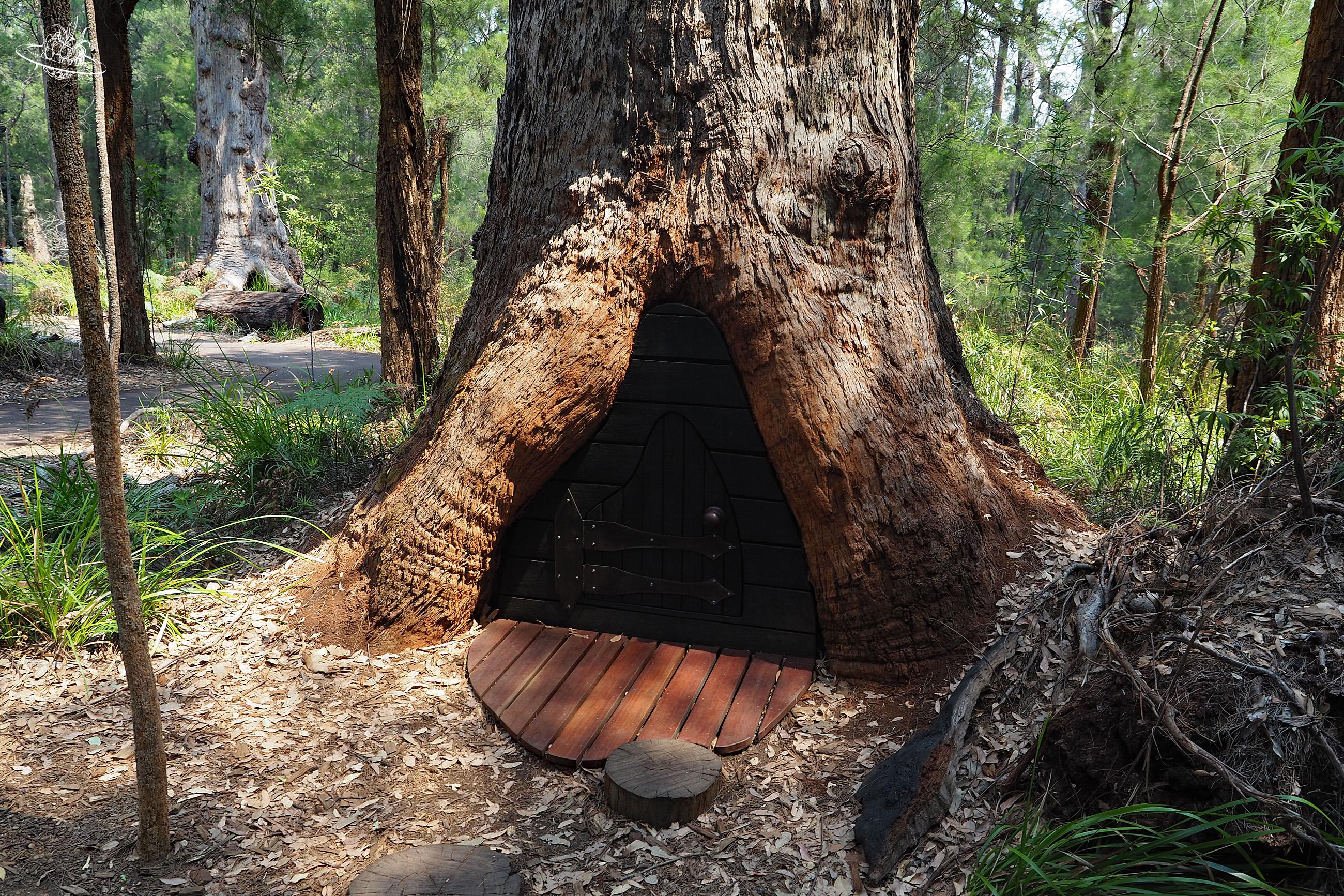 Baumkronenpfad Giant Tree in Südwestaustralien