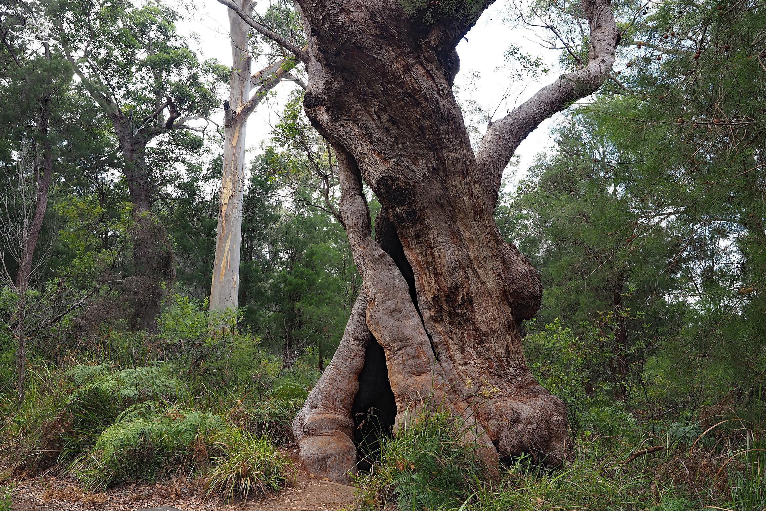 Giant Tree Reisetipp