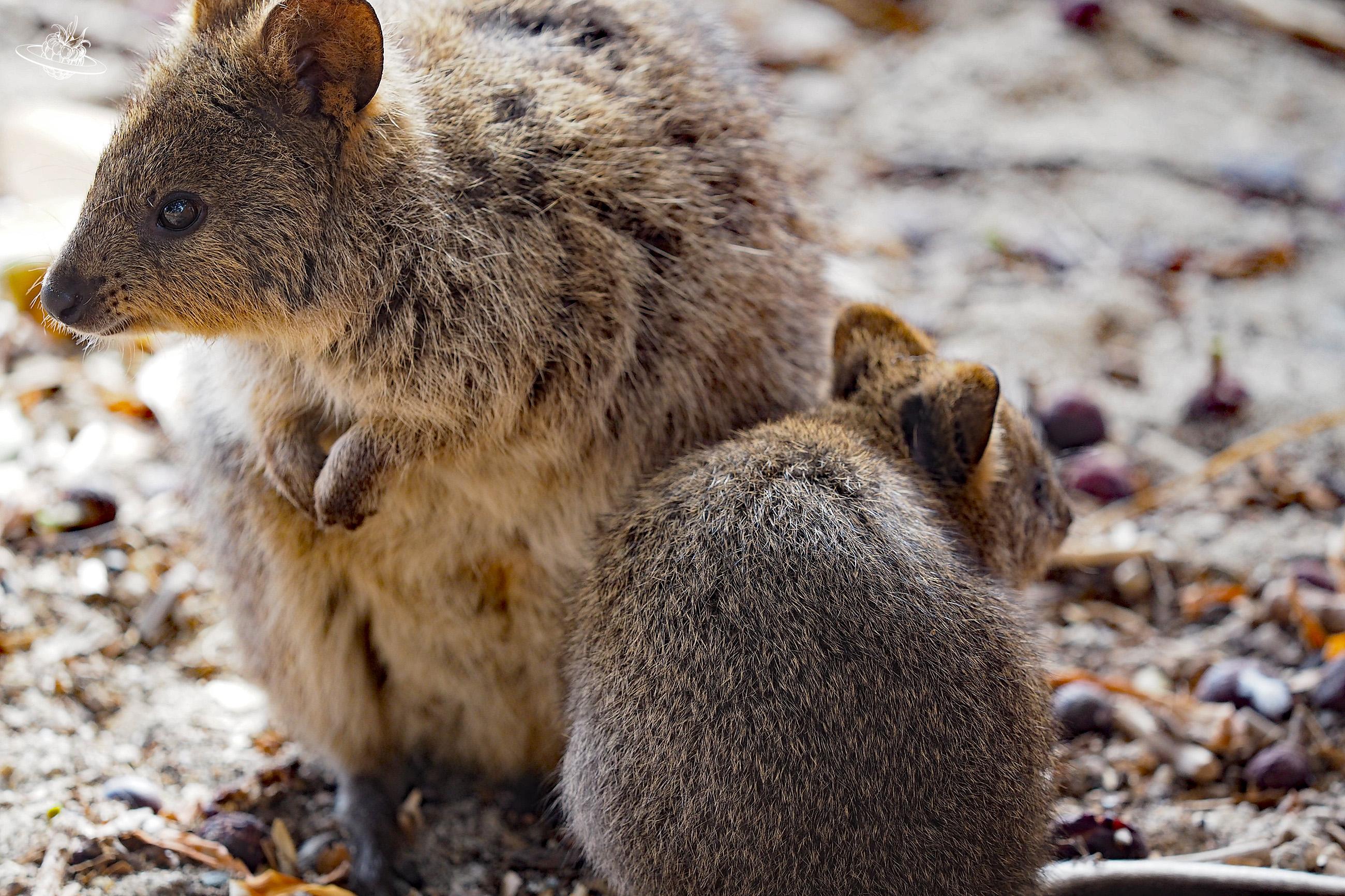Rottnest Insel Westaustralien